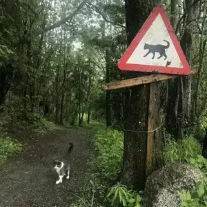 If you see them, it's already too late. 🐈
