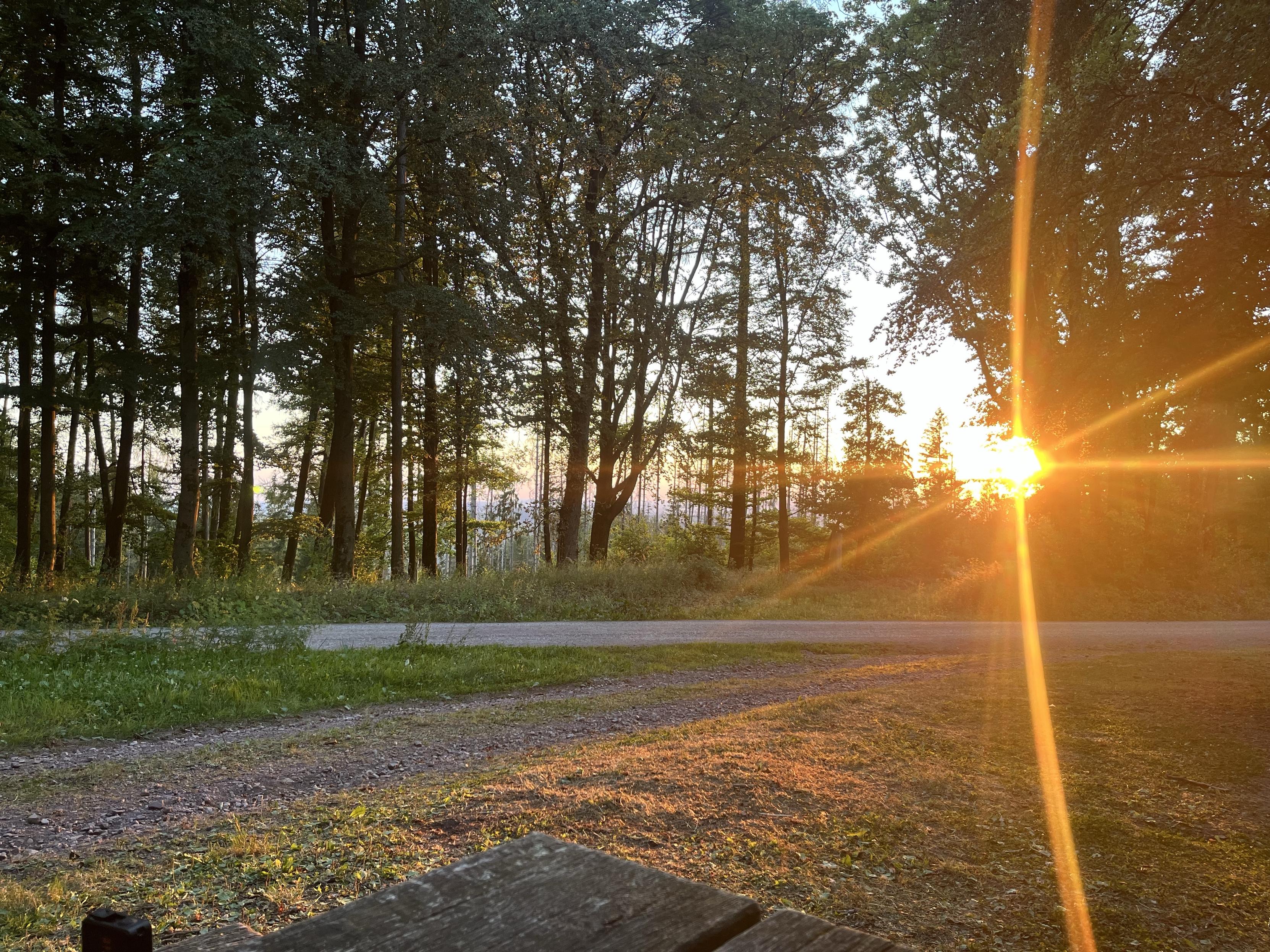 A serene sunset scene in a forest, with sunlight filtering through tall trees and casting rays. A gravel path runs alongside lush grass and foliage, enhancing the tranquil atmosphere.