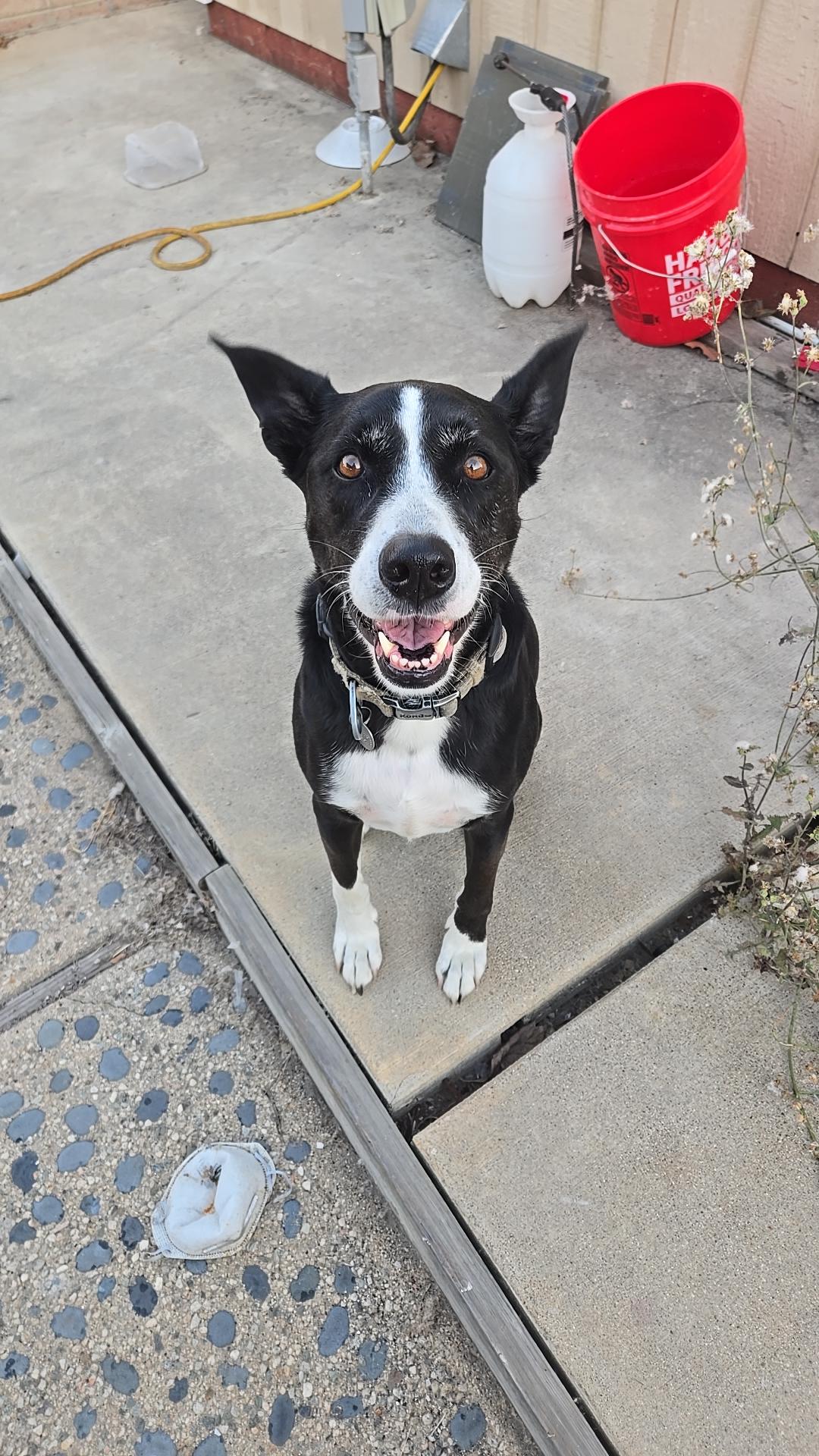 Amstaff colie mix sitting on concrete, looking right at camera. She seems happy and alert, ready to play or receive treats... Maybe eat some exriment? We don't deserve dogs 🐶