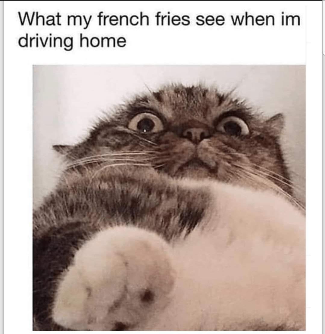 Close-up of a surprised cat with large eyes and a fluffy coat, reaching toward the camera with one paw.

Transcribed Text:

What my french fries see when im driving home
