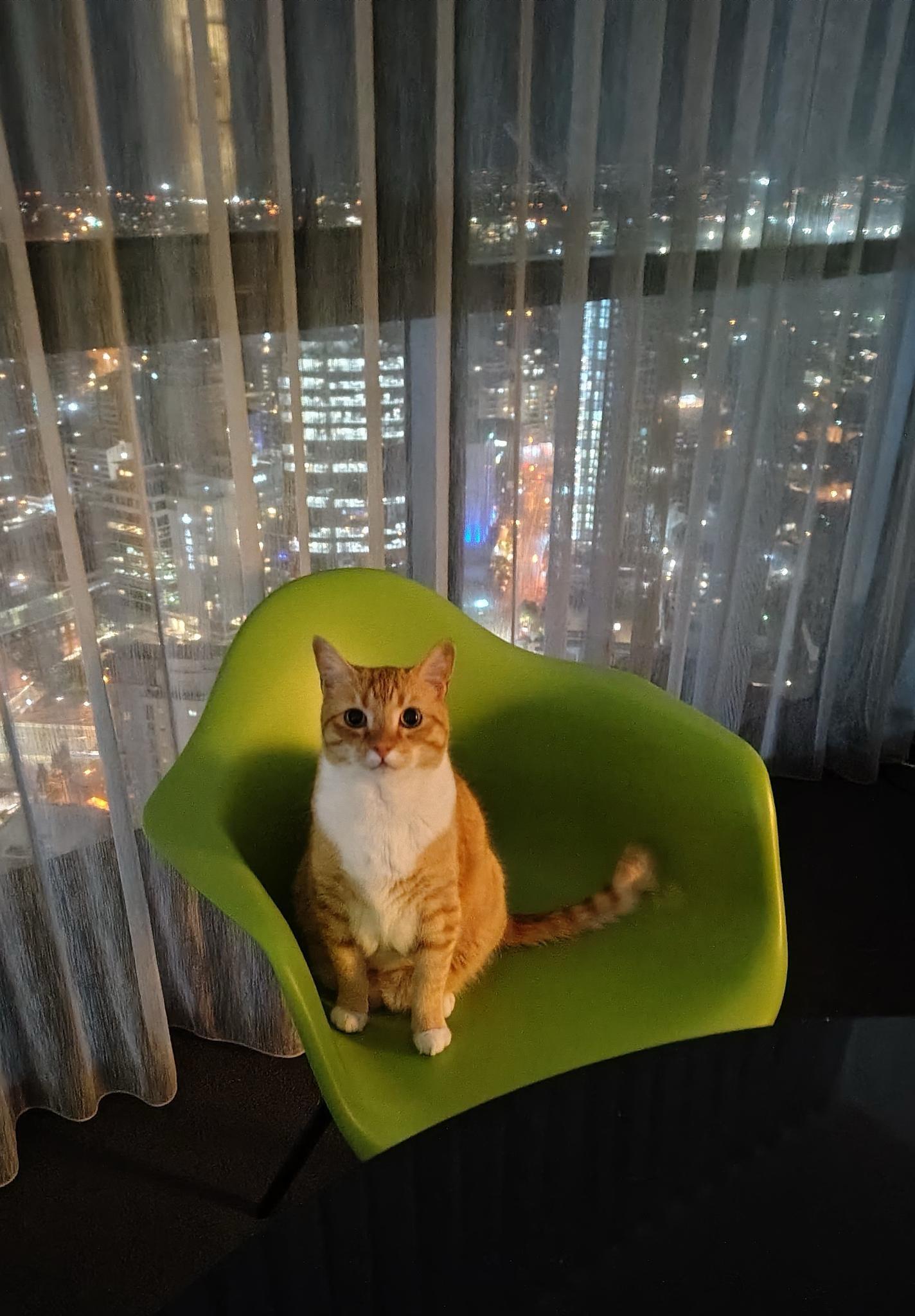 A ginger cat using his single brain cell to look directly at the camera in front of the city lights