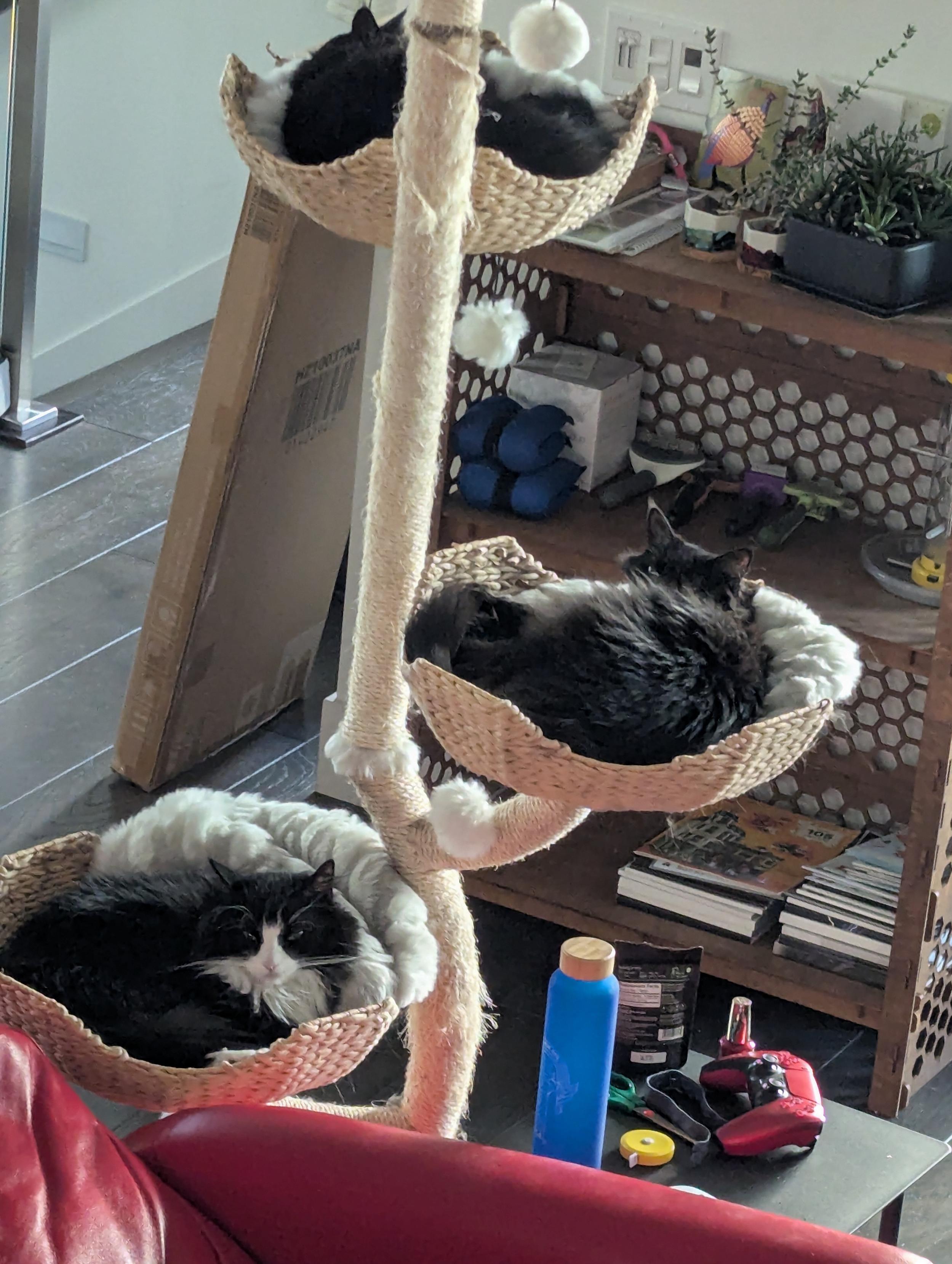 Three cats sitting on a cat tree, each occupying one level.