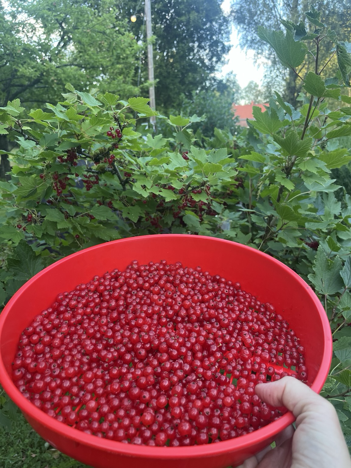Vinbär