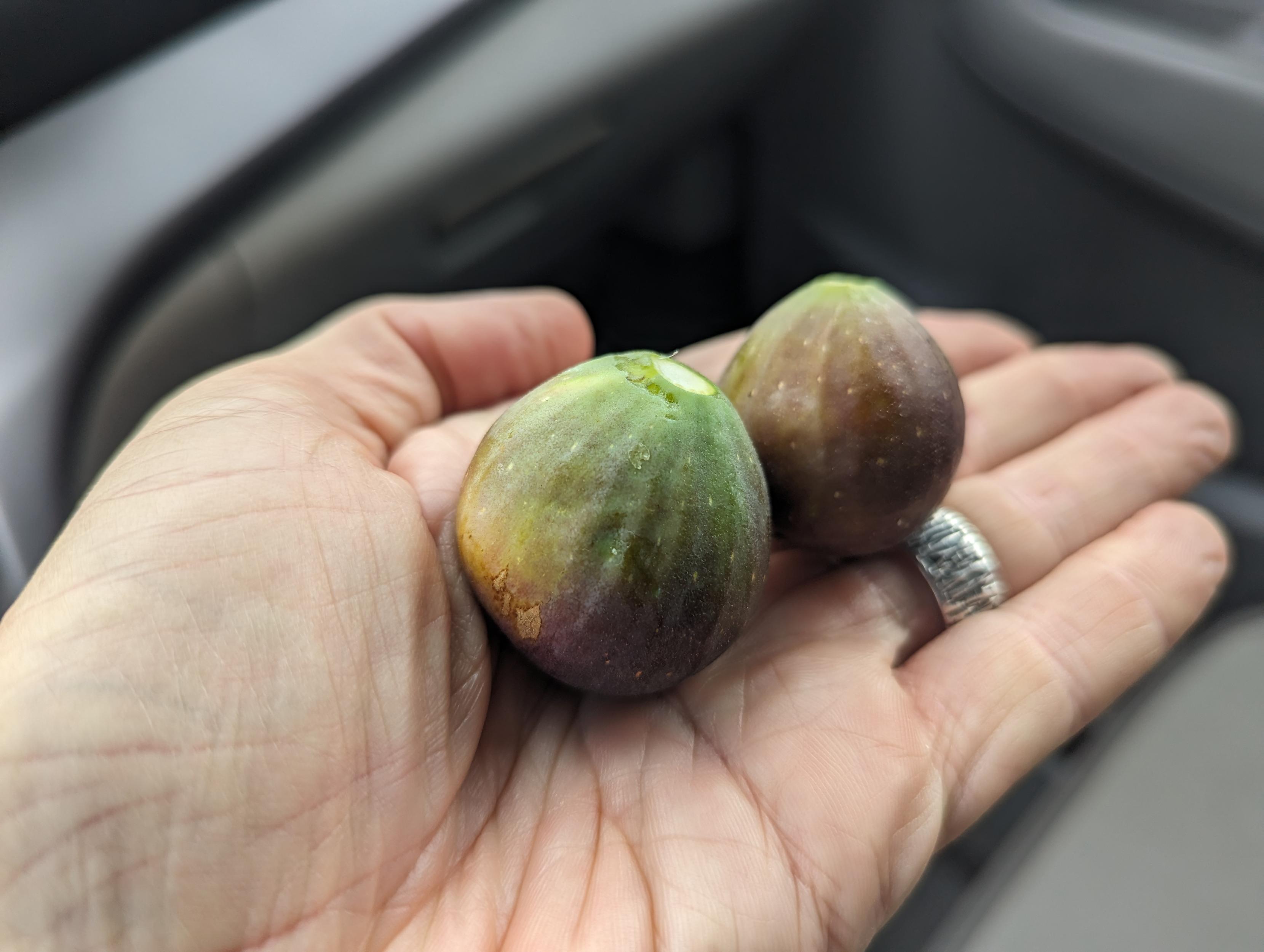 Two brown turkey figs in the palm of a white hand (with a silver wedding ring).