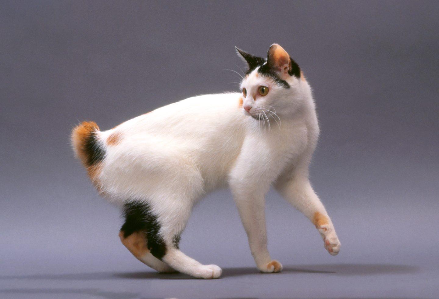 The Japanese Bobtail is an ancient breed that is native to the islands of Japan, where records suggest they arrived about 1000 years ago from China. Legend has it that, in the 1600’s, the silk trade was in crisis due to damage from rats. In came the Japanese Bobtail, who saved the day (and the silk). The breed was let loose on the streets to take out the rodent infestation. The Japanese Bobtail is regarded as a lucky breed of cat that brings good fortune to its owner. 

The tail on a Japanese Bobtail is very unique and resembles that of a bunny tail due to a natural genetic mutation. This breed of cat has back legs that are slightly longer than their front legs, giving the look of a very muscular cat. Their eyes tend to be more oval than round, and are usually a shade of gold or aqua (sometimes one of each!). The colouring of these cats ranges from cat to cat, but they generally have white fur and a calico pattern (Mi-Ke in Japanese).
