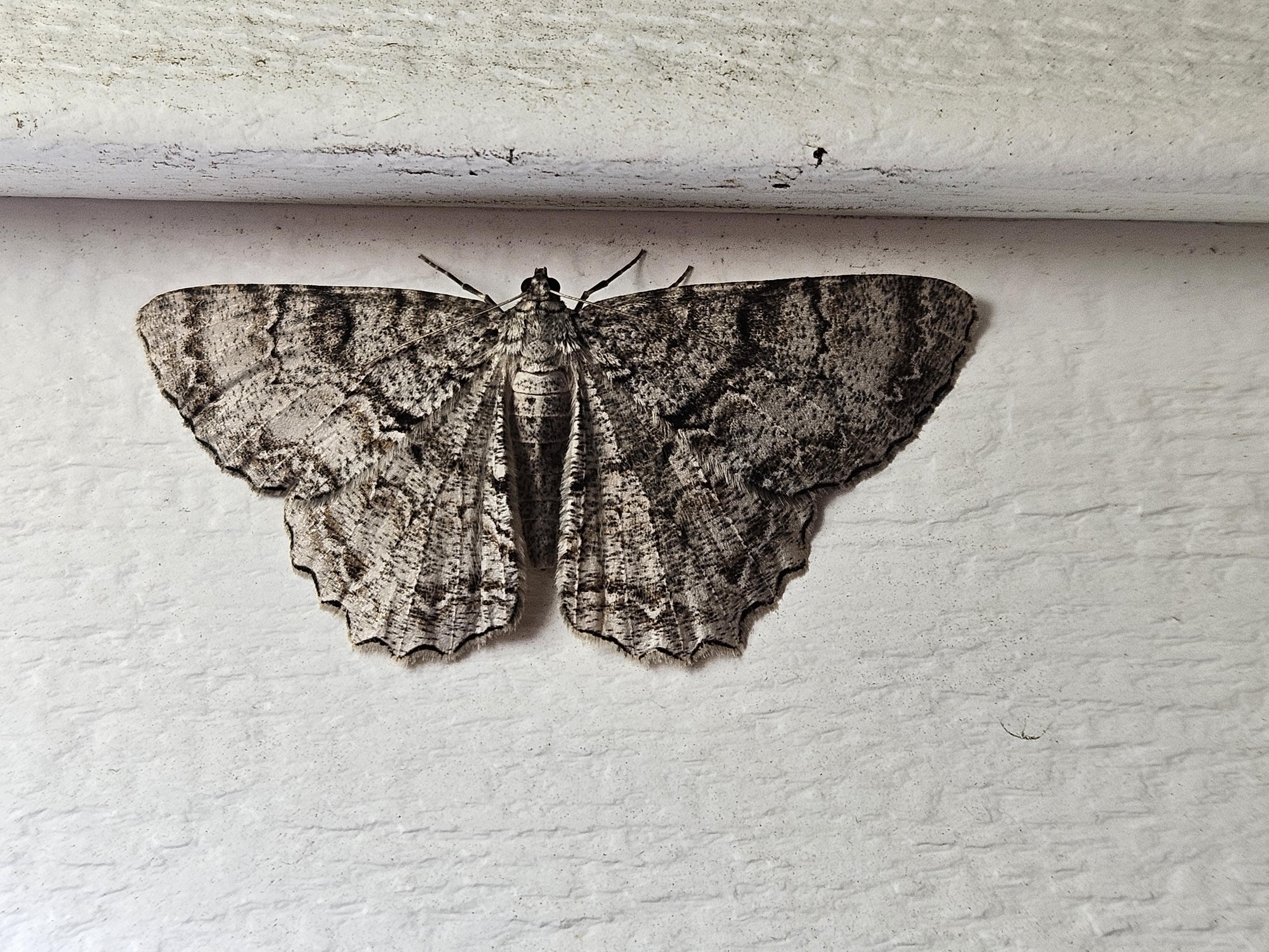 A grey moth with black lines and fine spots; perfect camouflage if this Tulip Tree Beauty Moth was on the trunk of a tulip tree.
