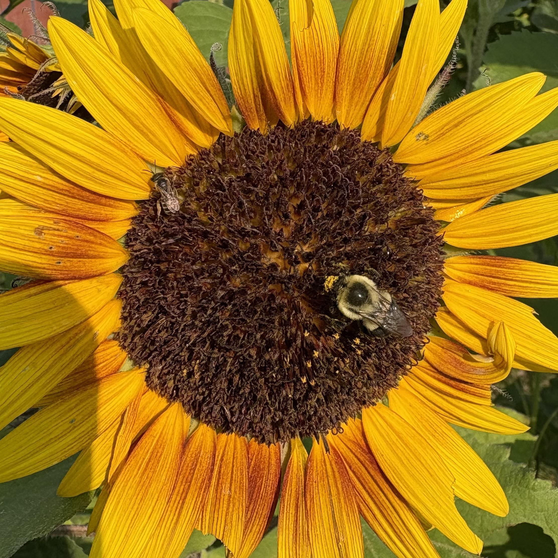 bees on a sunflower