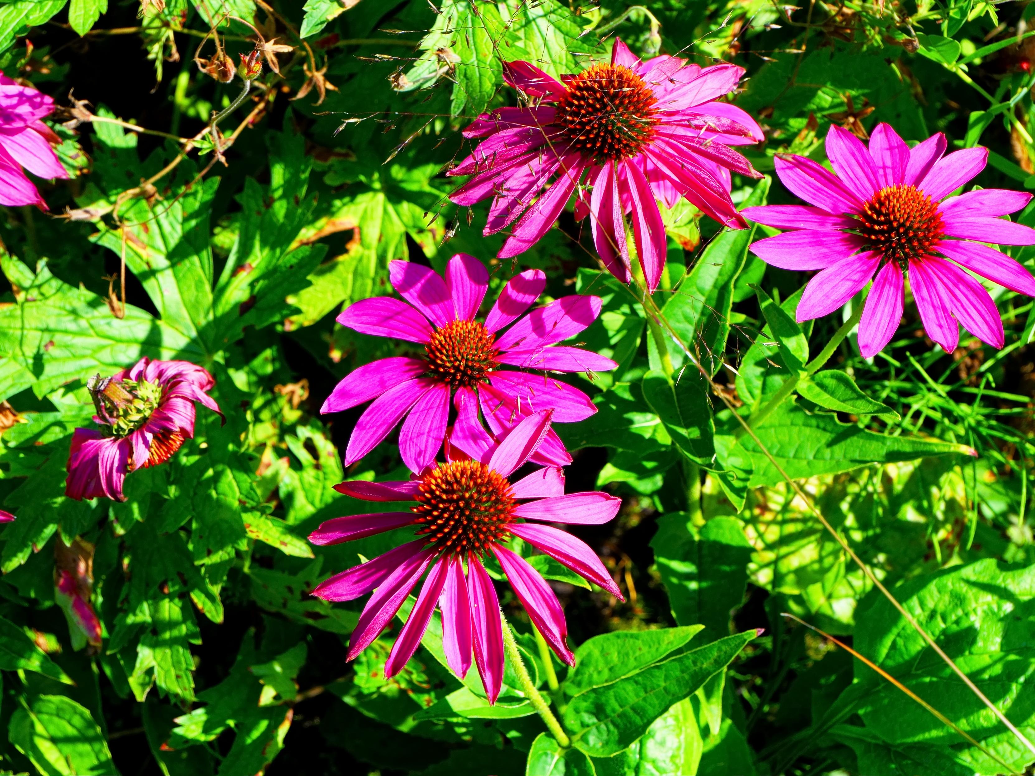 Max contrast picture of purple flowers.