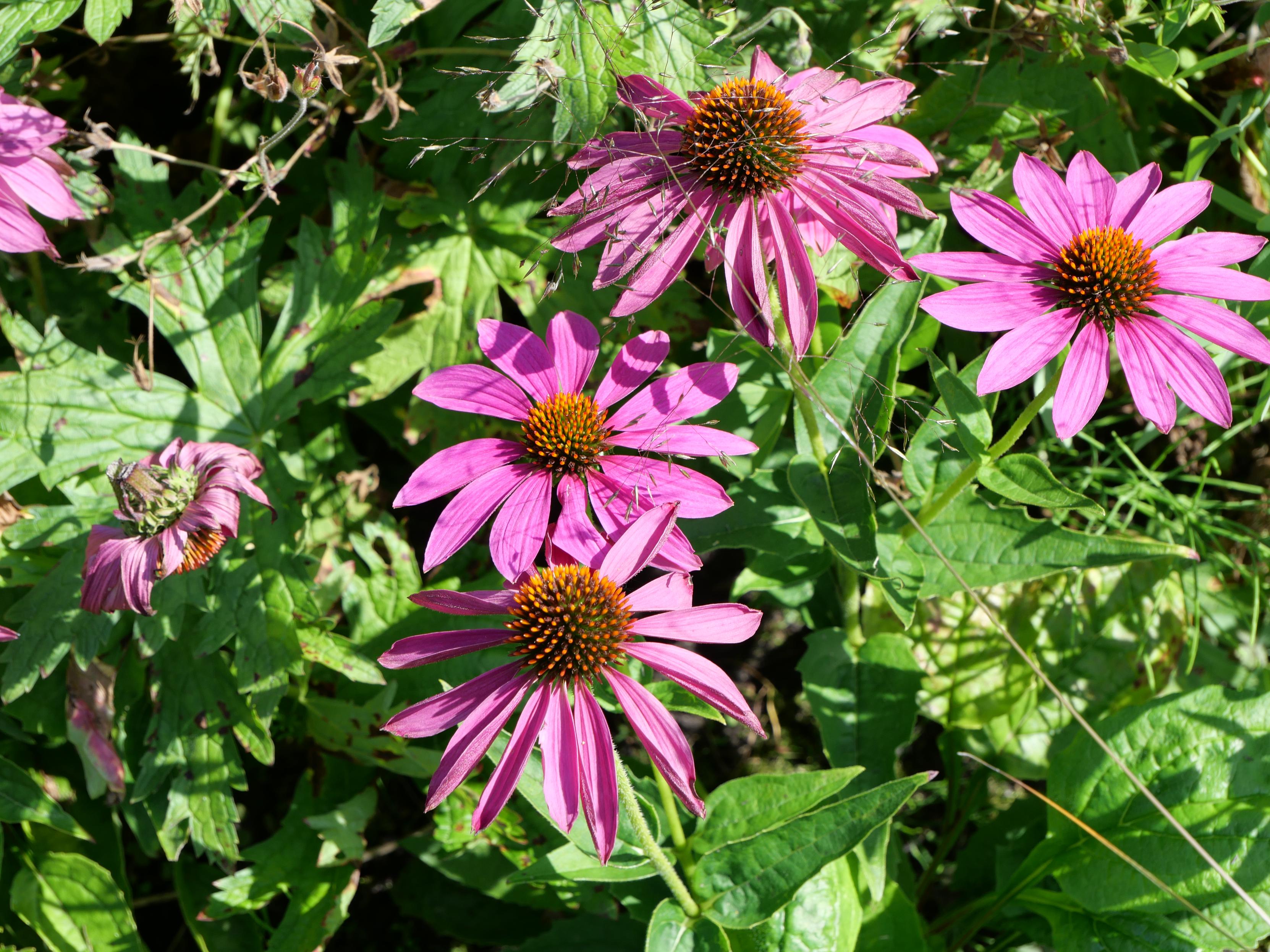 Original purple flower picture