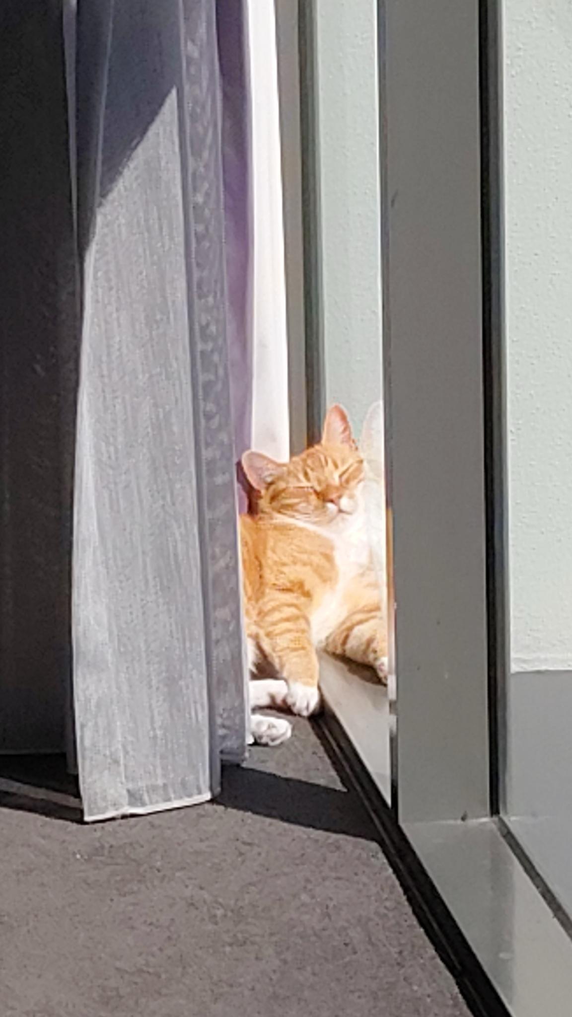 Ginger cat snoozes in the sun in a window