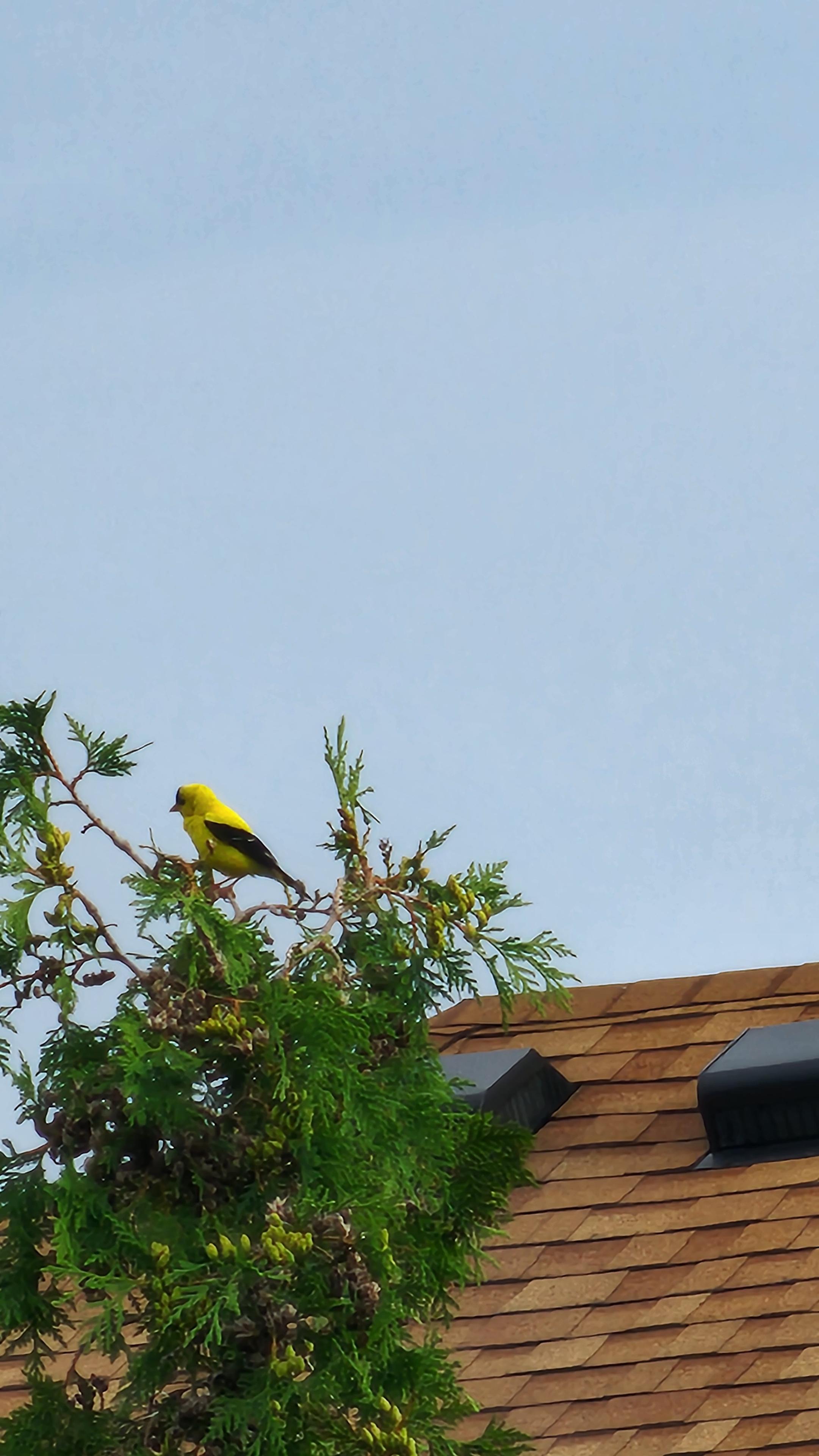 Photo shows top of a cedar tree with a yellow finch sitting on the top branch. lower half of the background is taken by a shingled roof of a house with rest taken up by grey otherwise featureless sky