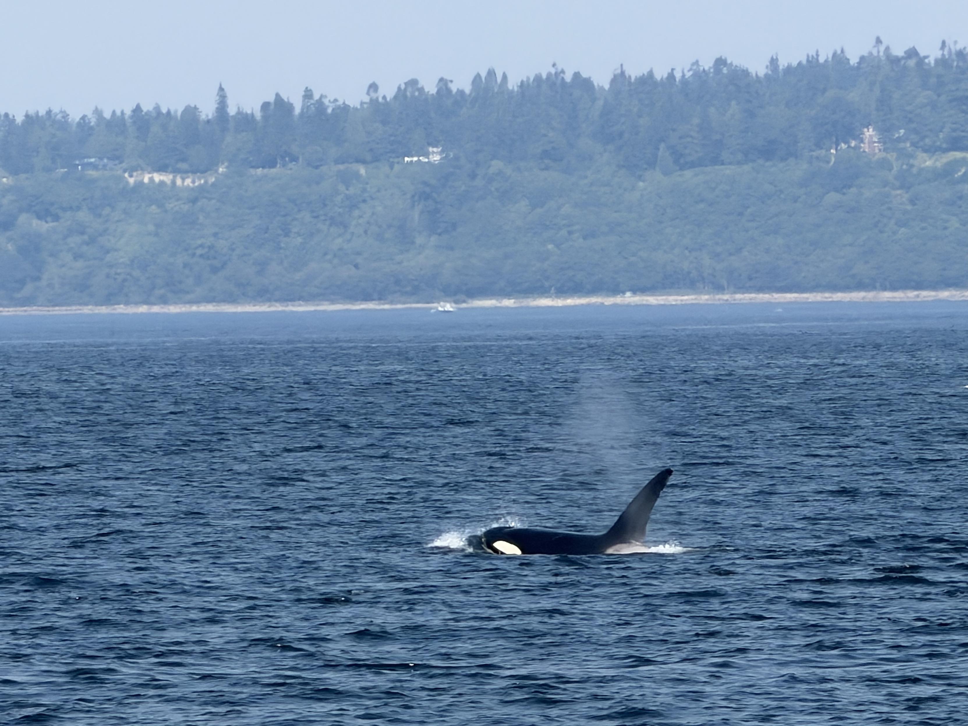 Photo of a male transient orca in the Salish Sea from a lawful and friendly distance.