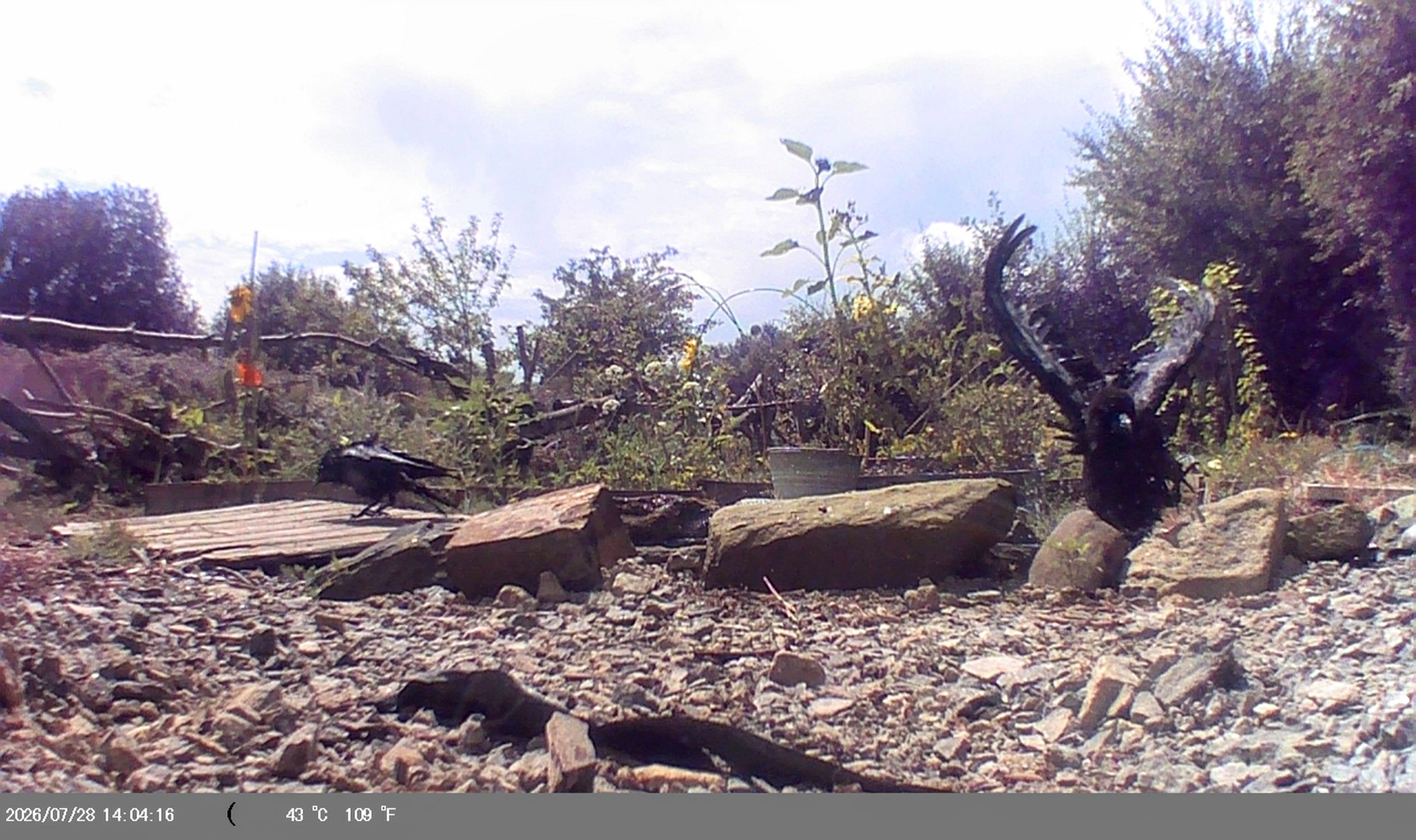 Cow taking off in front of the track camera