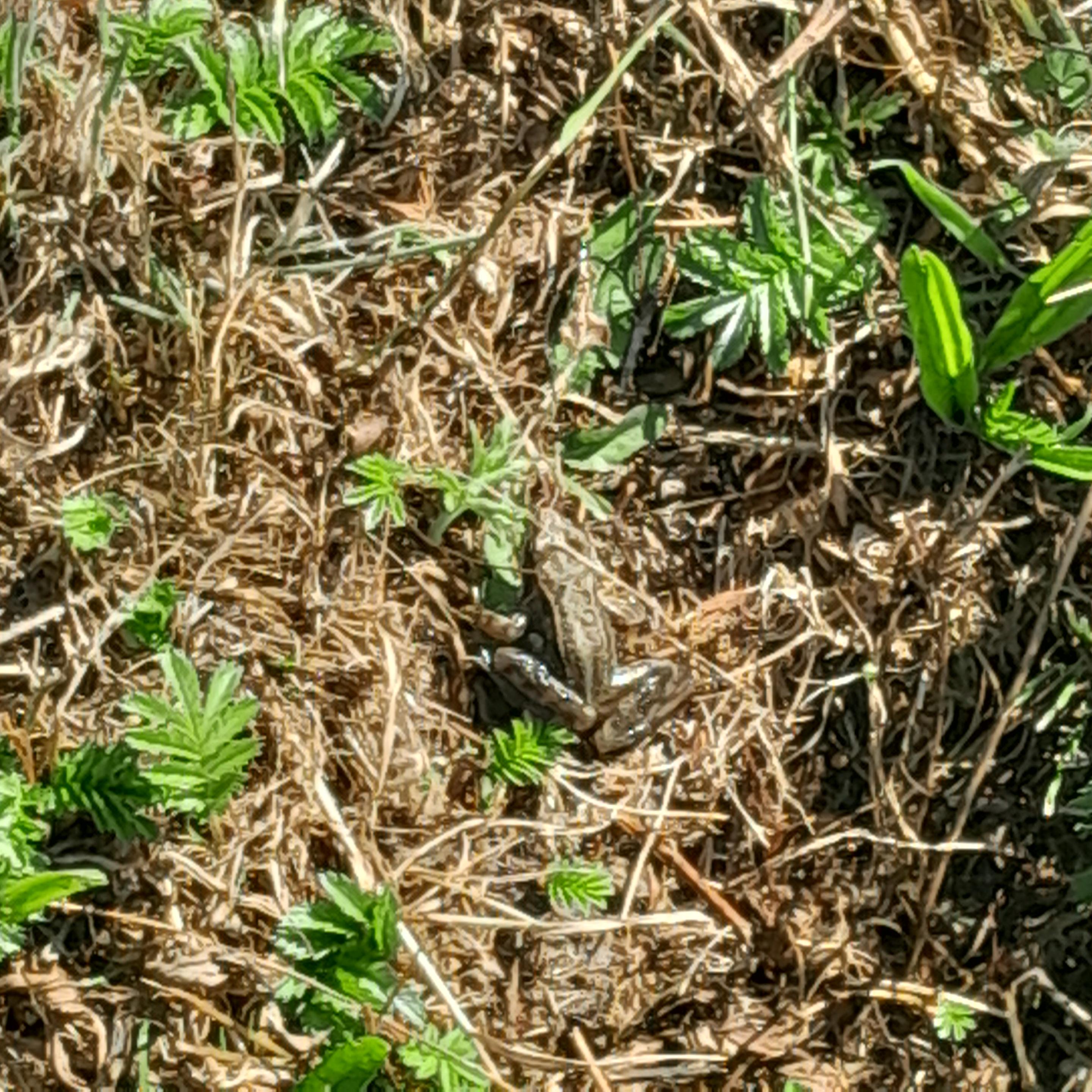 Frog spotted while cleaning a trench