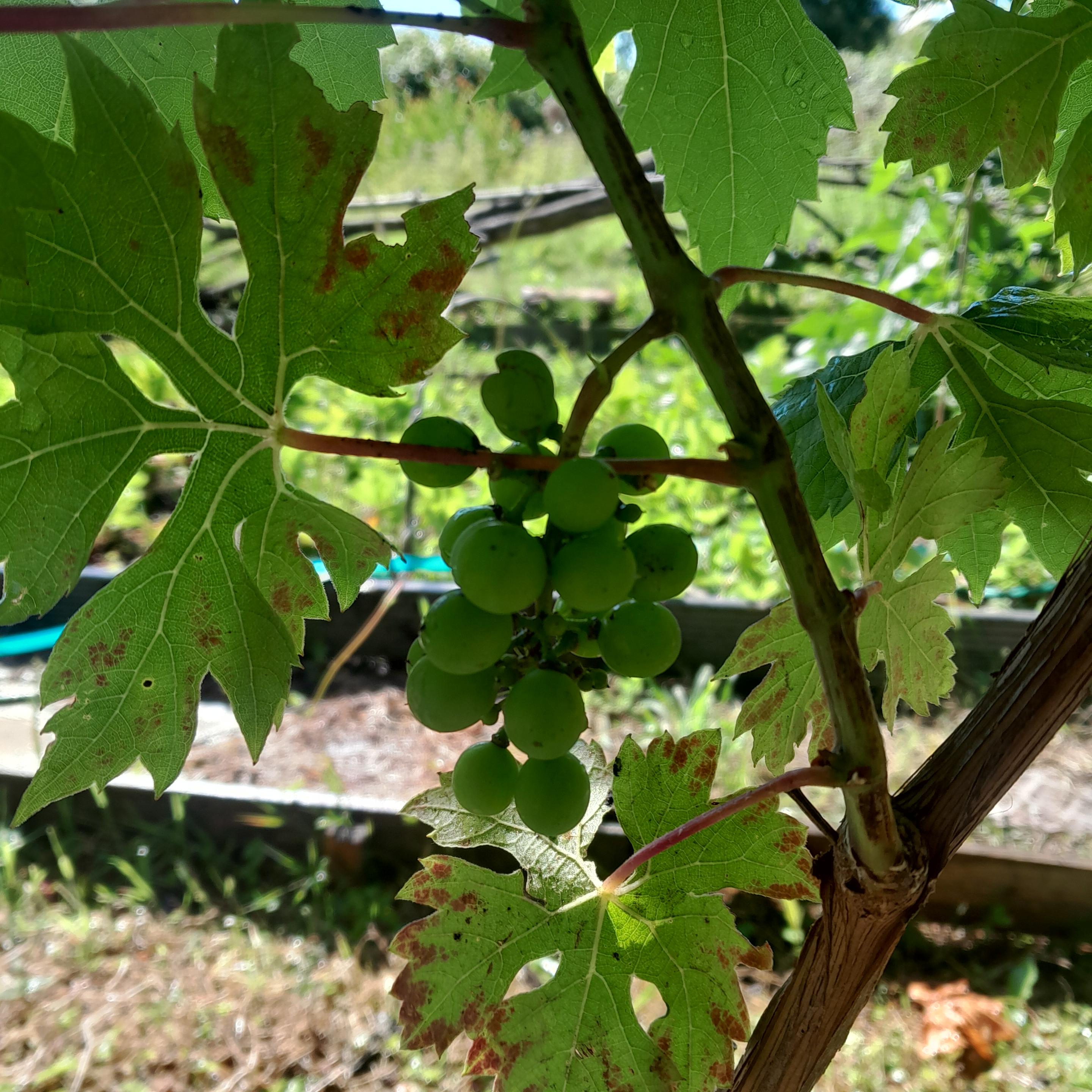 Bunch of grapes on the way to ripen