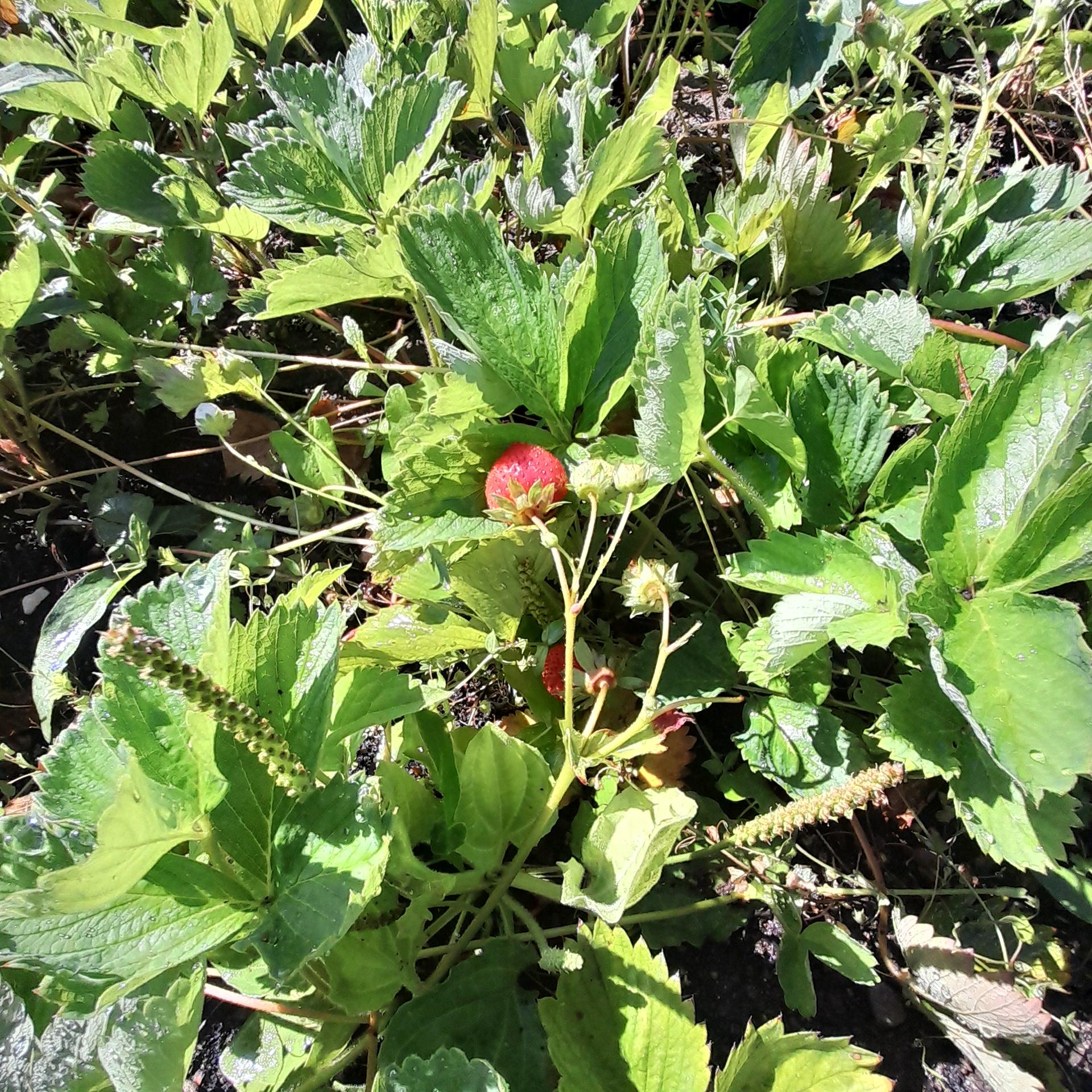 Second batch of strawberries growing...
