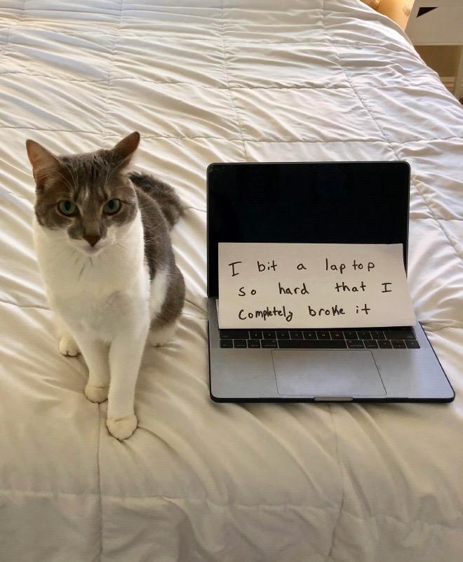 A cat sitting next to a laptop that has a note on it reading : I bit a laptop so hard that I completely broke it