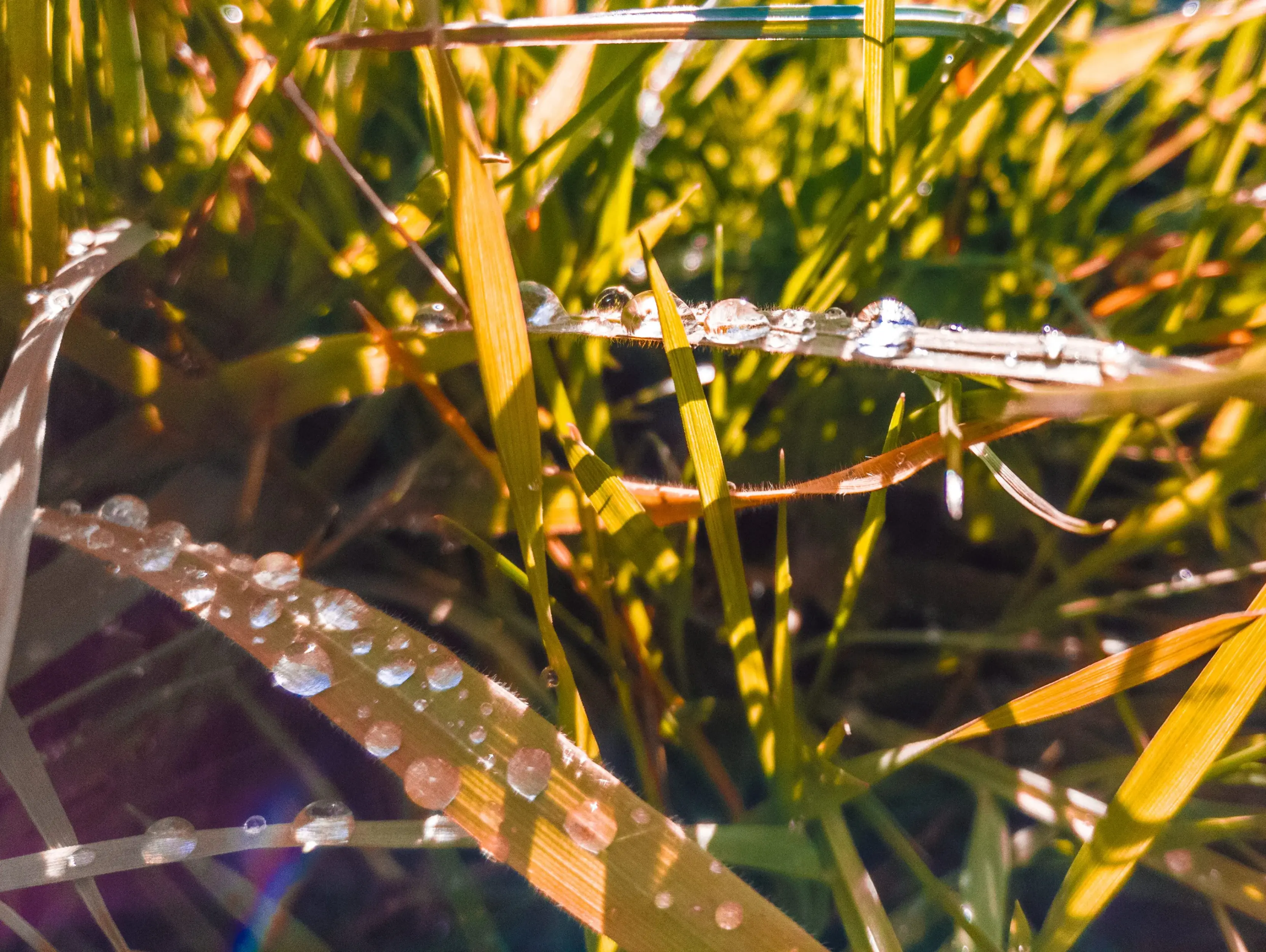 A close-up view of vibrant green and golden-brown blades of grass covered in numerous spherical water droplets. Warm, bright sunlight illuminates the scene, casting strong shadows and creating tiny, sparkling reflections within the dew drops against a softly blurred background.
