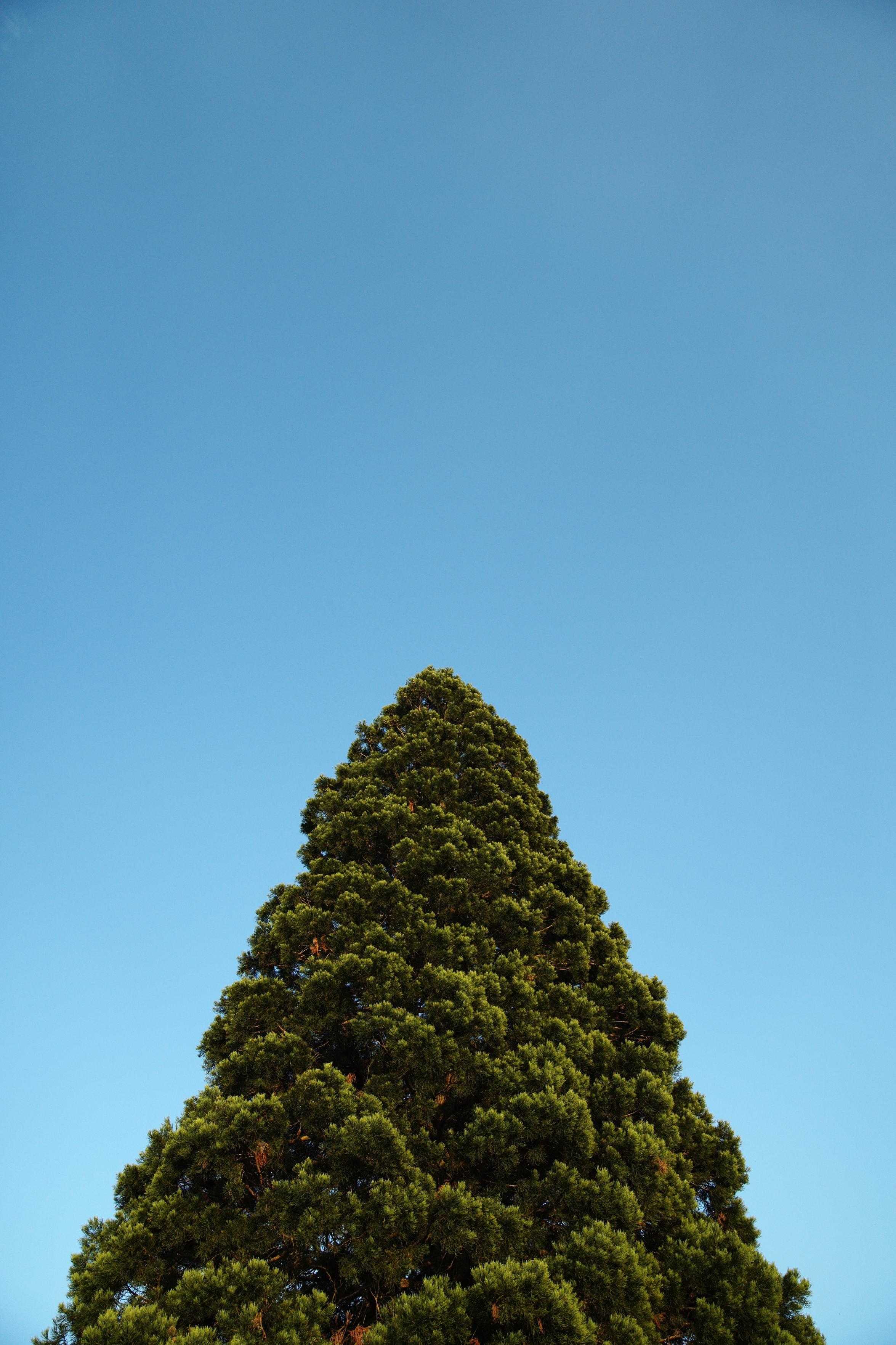 A triangular treetop in the bottom half of the screen 'pointing' upwards into a clear, blue sky.