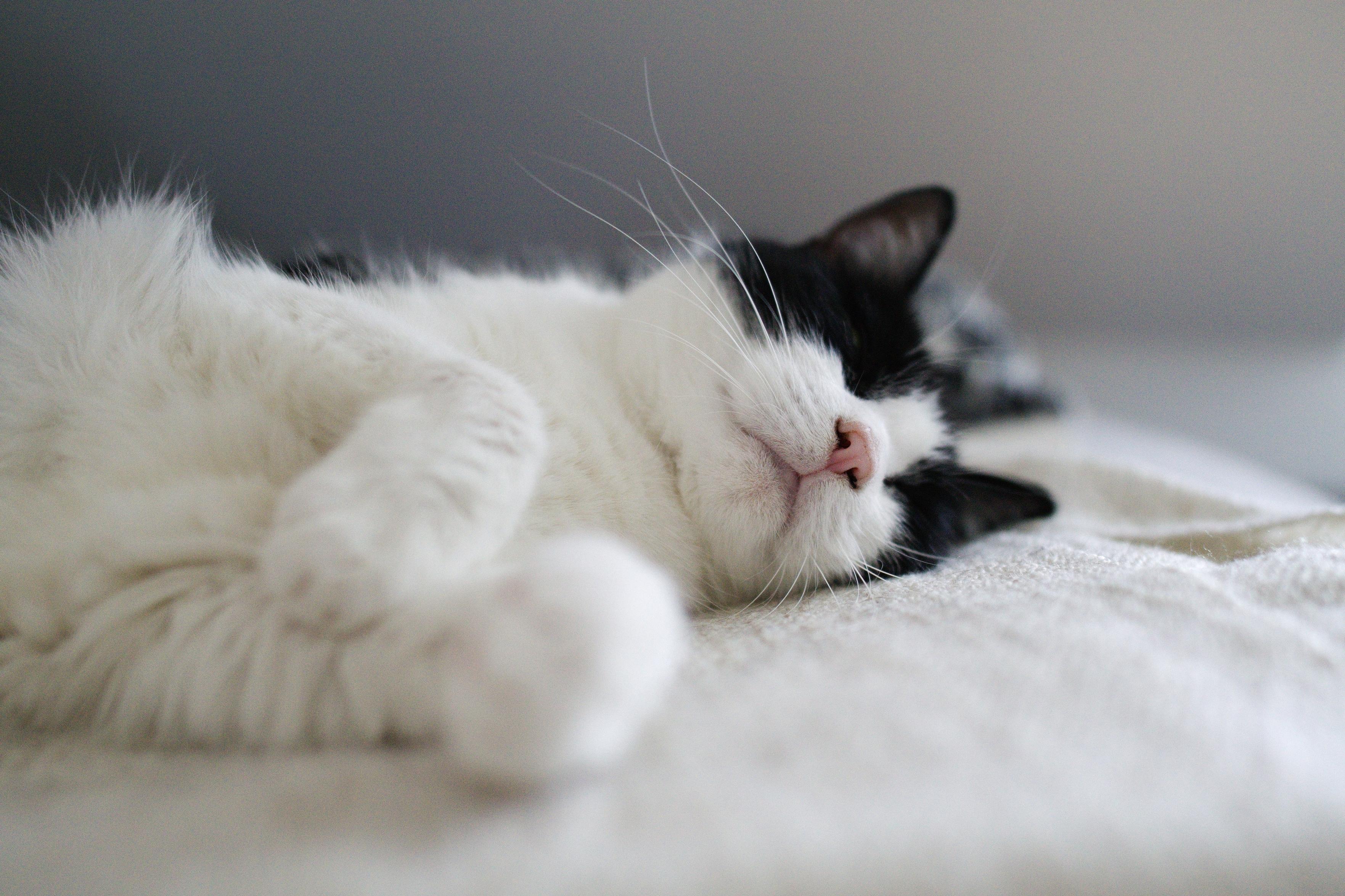 A photo of a white and black cat lying on her side, with mostly her nose and whiskers in focus.