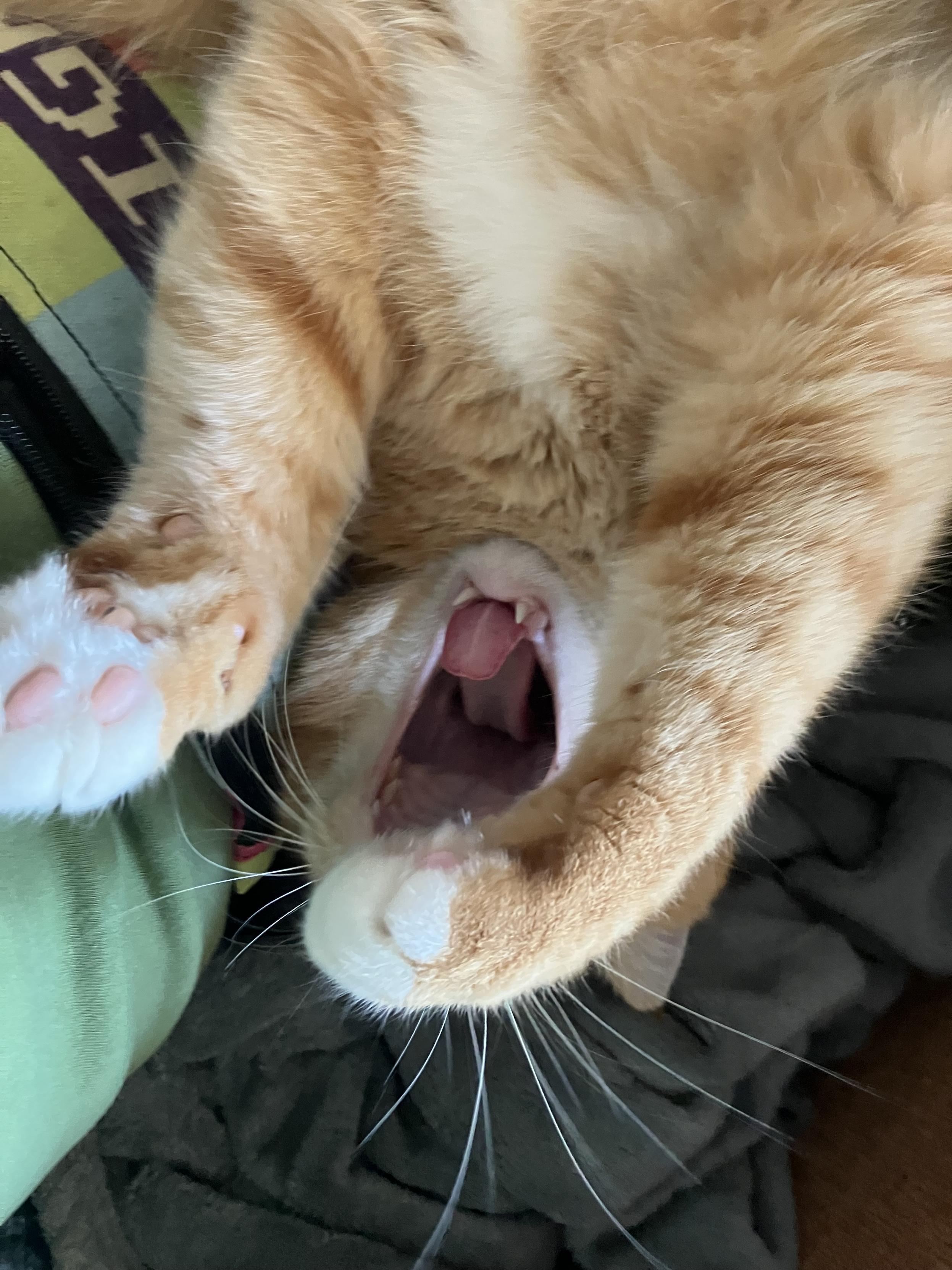 an orange cat laying upside down and yawning, tongue curled and mouth wide. his paws extend above his head and obscure his eyes and nose.