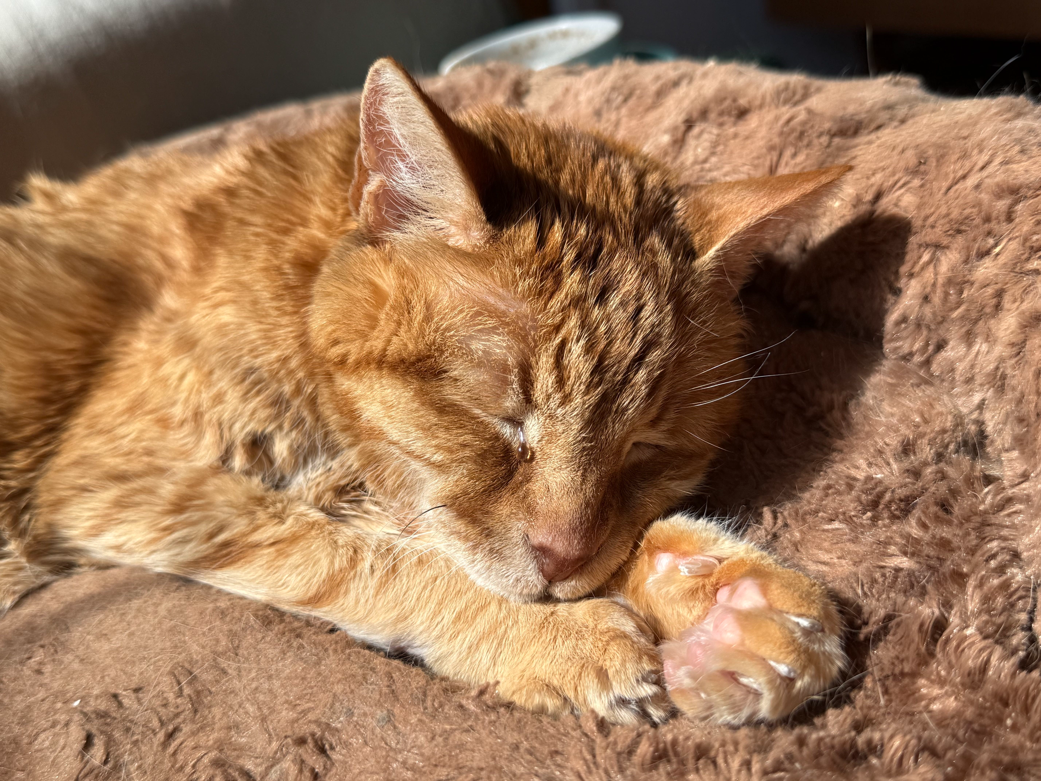 An ancient orange tabby cat sleeps on a brown cat bed. If you look closely you can see a tear falling from one of his closed eyes.