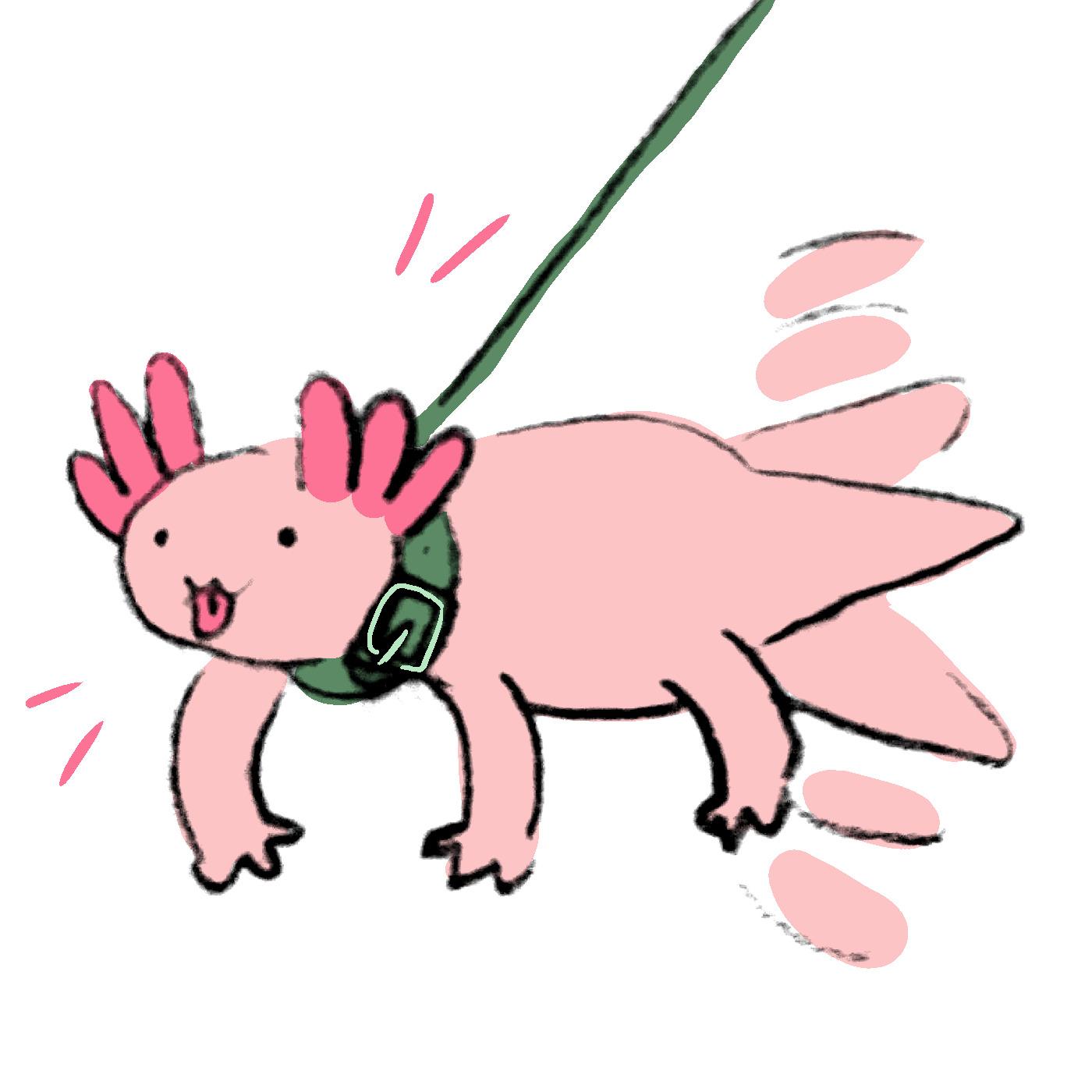 Drawing of an excited axolotl on a leash who is wagging its tail and sticking its tongue out. 

Artist unknown