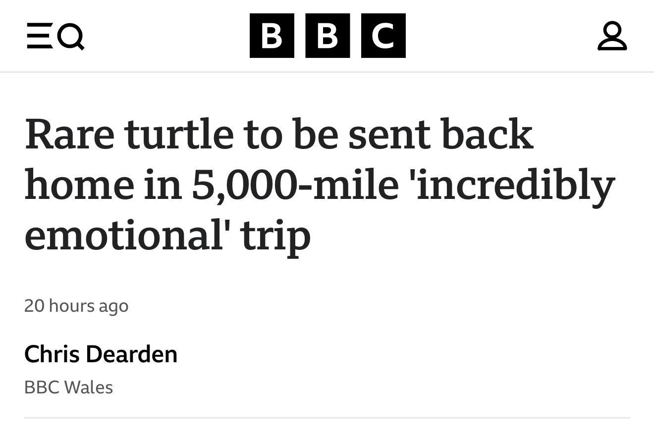 bbc headline: rare turtle to be sent back home in 5,000 mile incredibly emotional trip