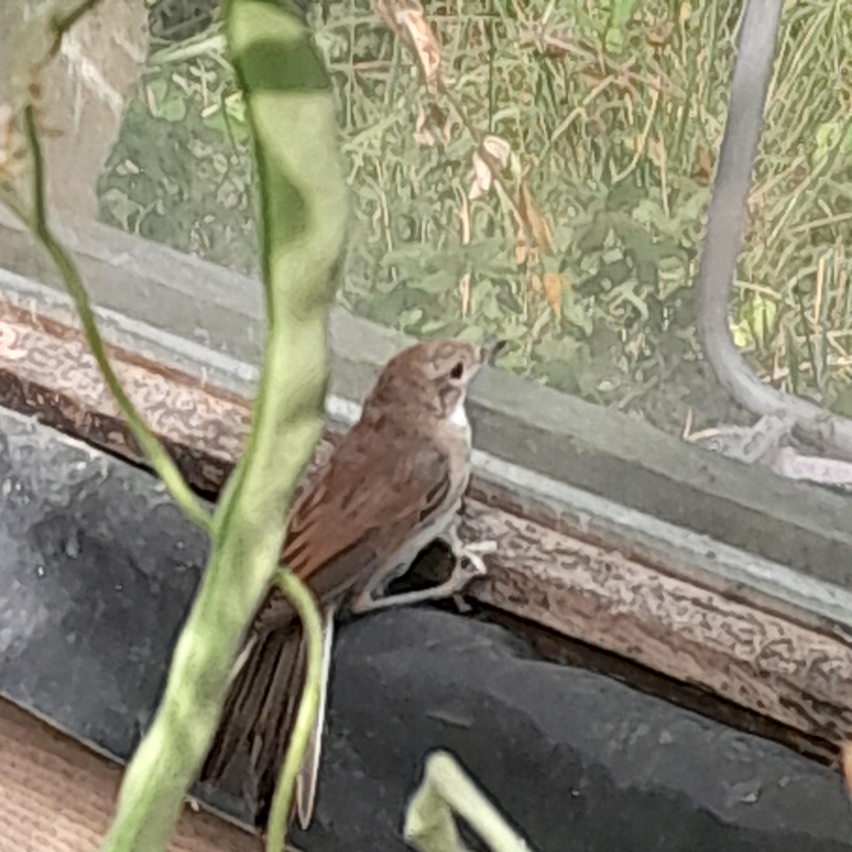Dunnock (I think) found in the greenhouse, helped it out.