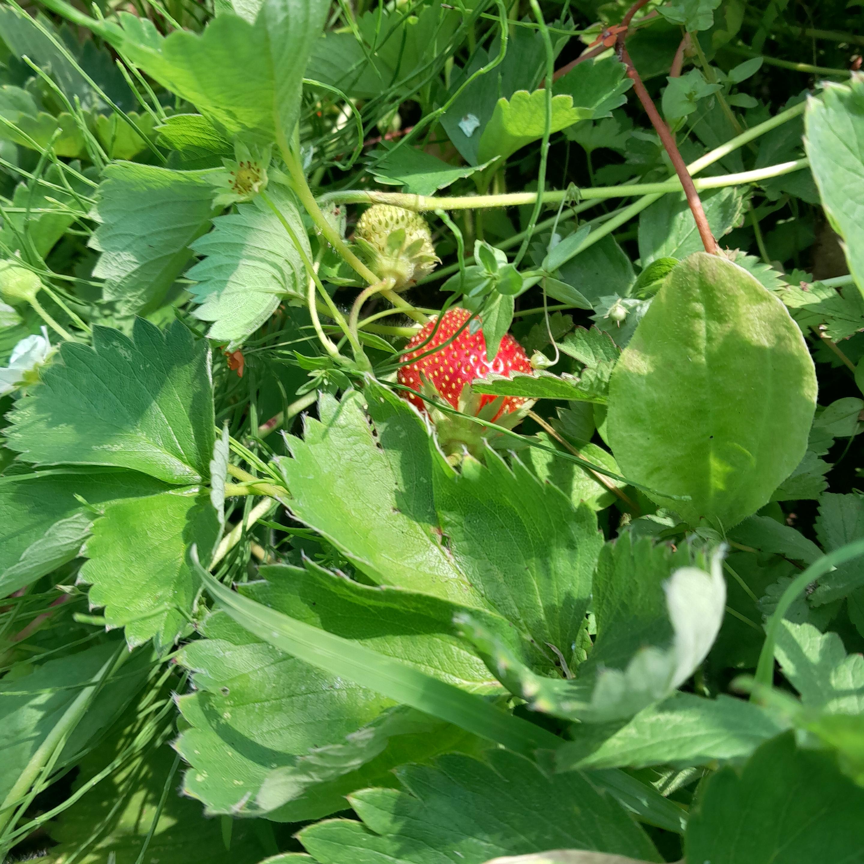 Second strawberry crop coming up,