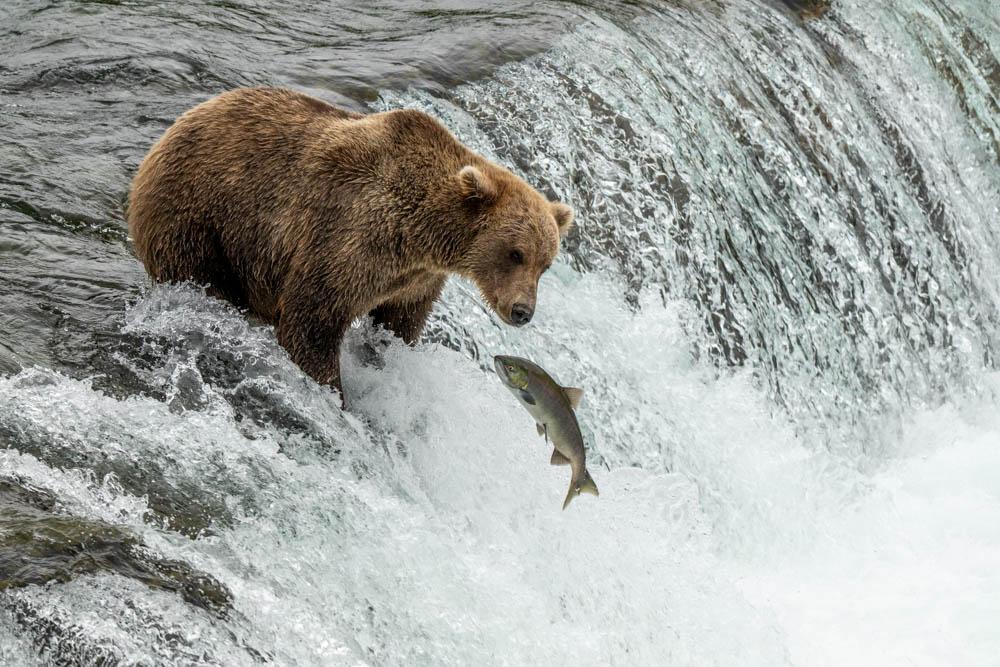A bear standing atop Brooks Falls, looking at a salmon leaping into the air
