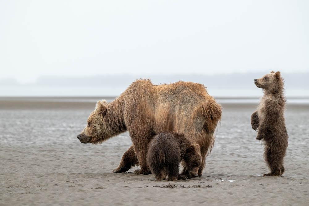 A mama bear with two cubs, one of whom is standing up, on a beach