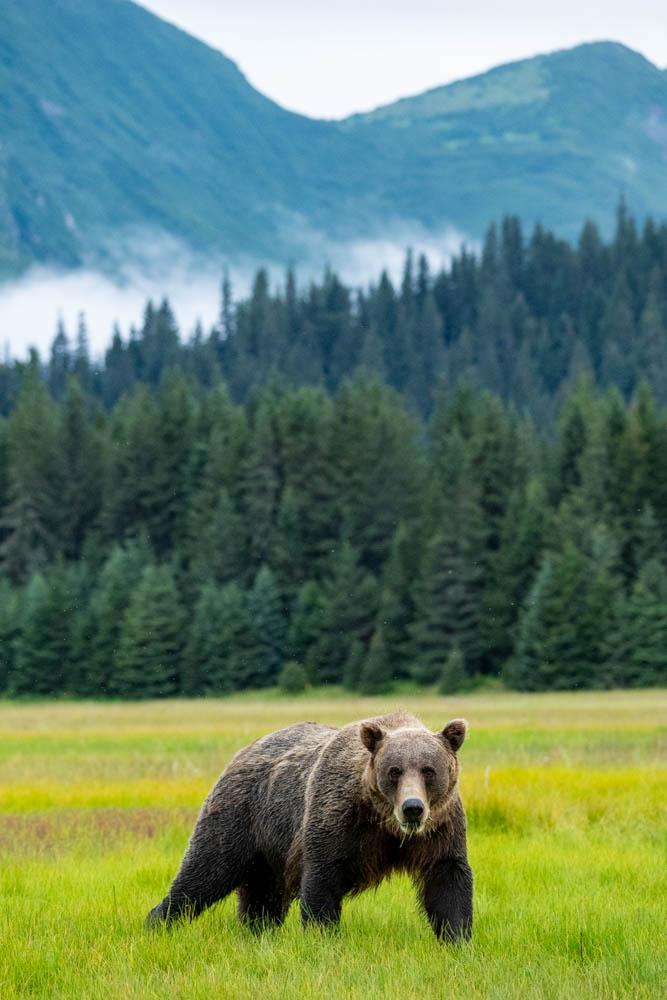 A bear in a meadow, with trees and mountains in the background