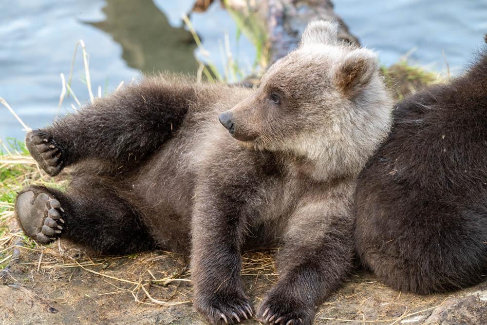 A bear cub lying on its side, using its sibling's butt as a pillow