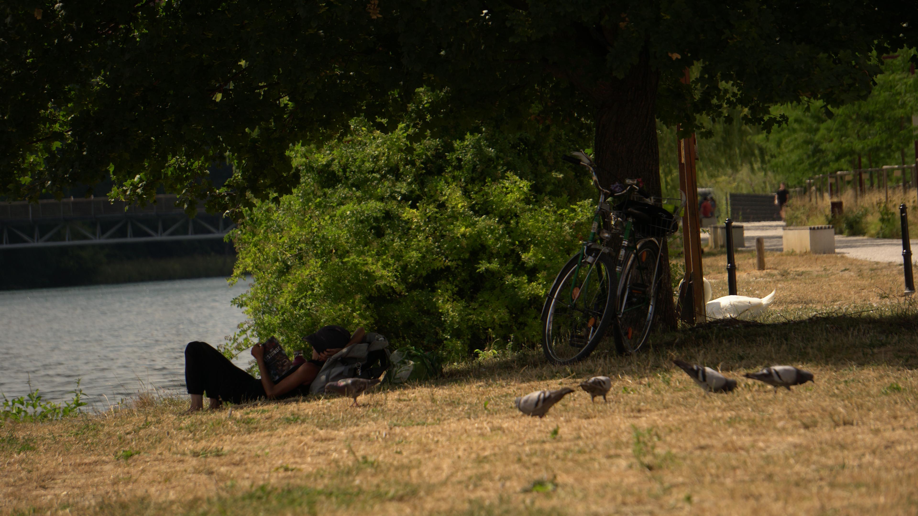 A cyclist rests beside the Drava River in Maribor, with pigeons, trees, and a riverside path nearby. They are reading a book under the shade of a tree.