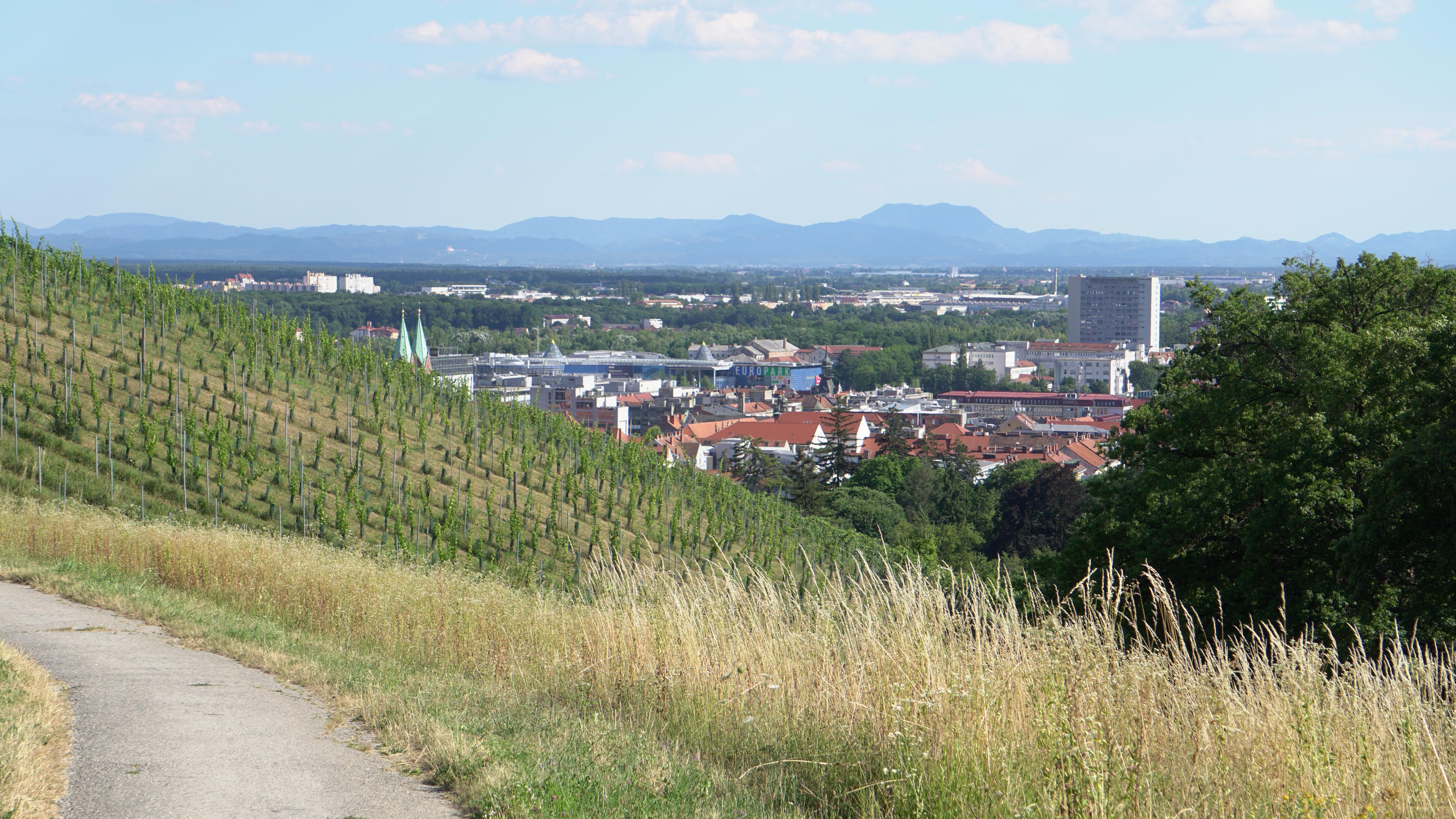 A vineyard-covered hillside overlooks Maribor, with the city, distant mountains, and blue sky in the background.