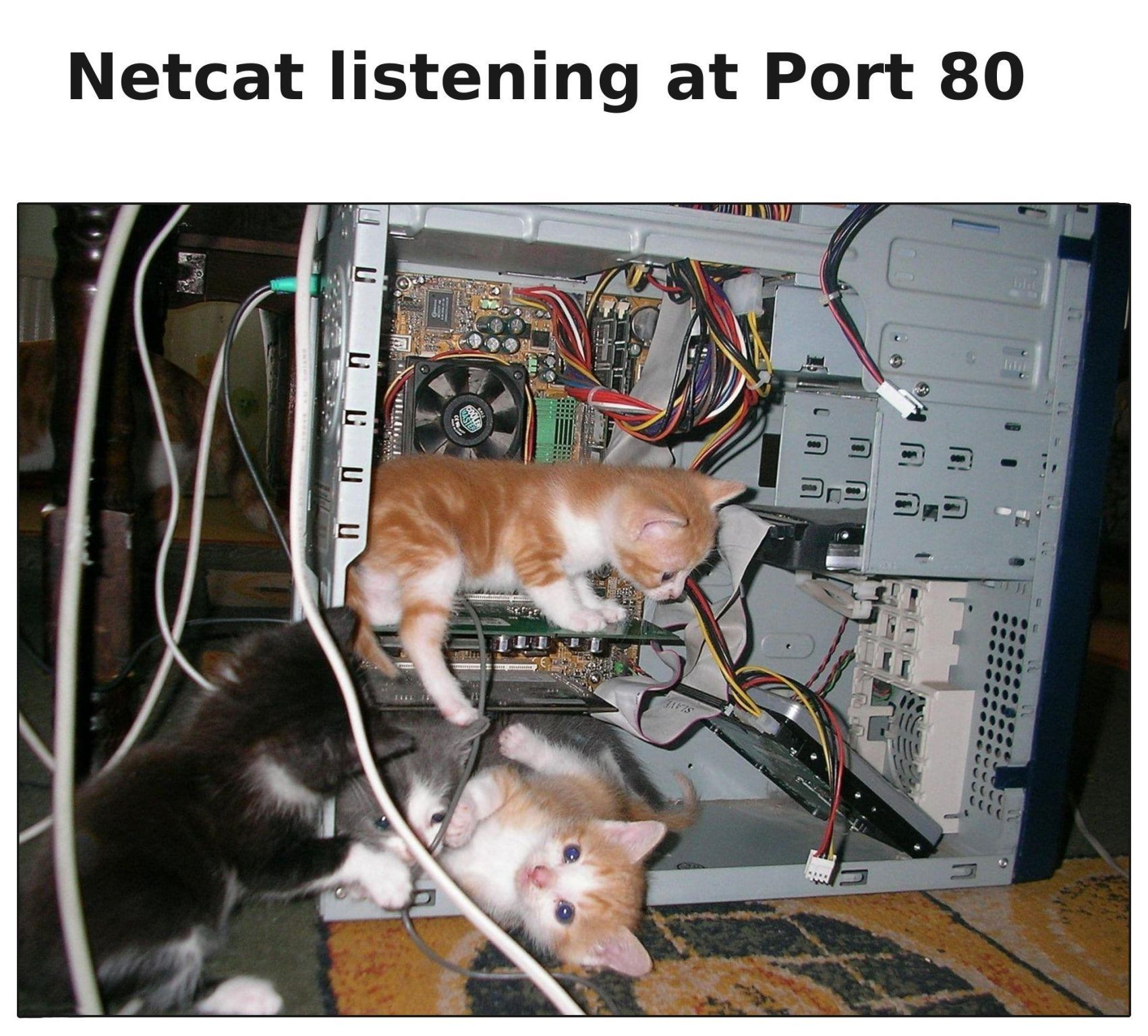 Kittens playing in the inside of a desktop computer, listening at an open webserver port.