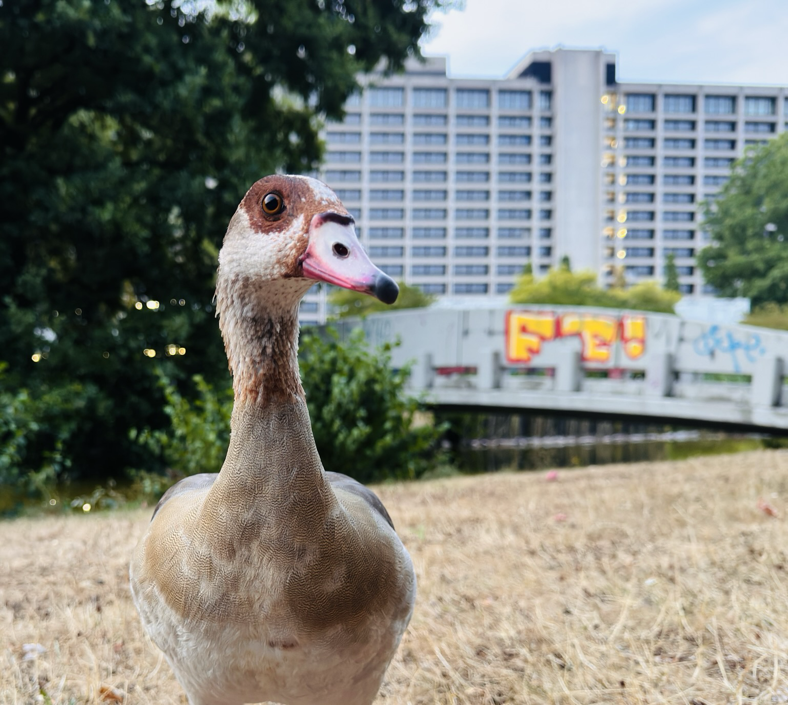 Photo of an Egyptian goose 🪿