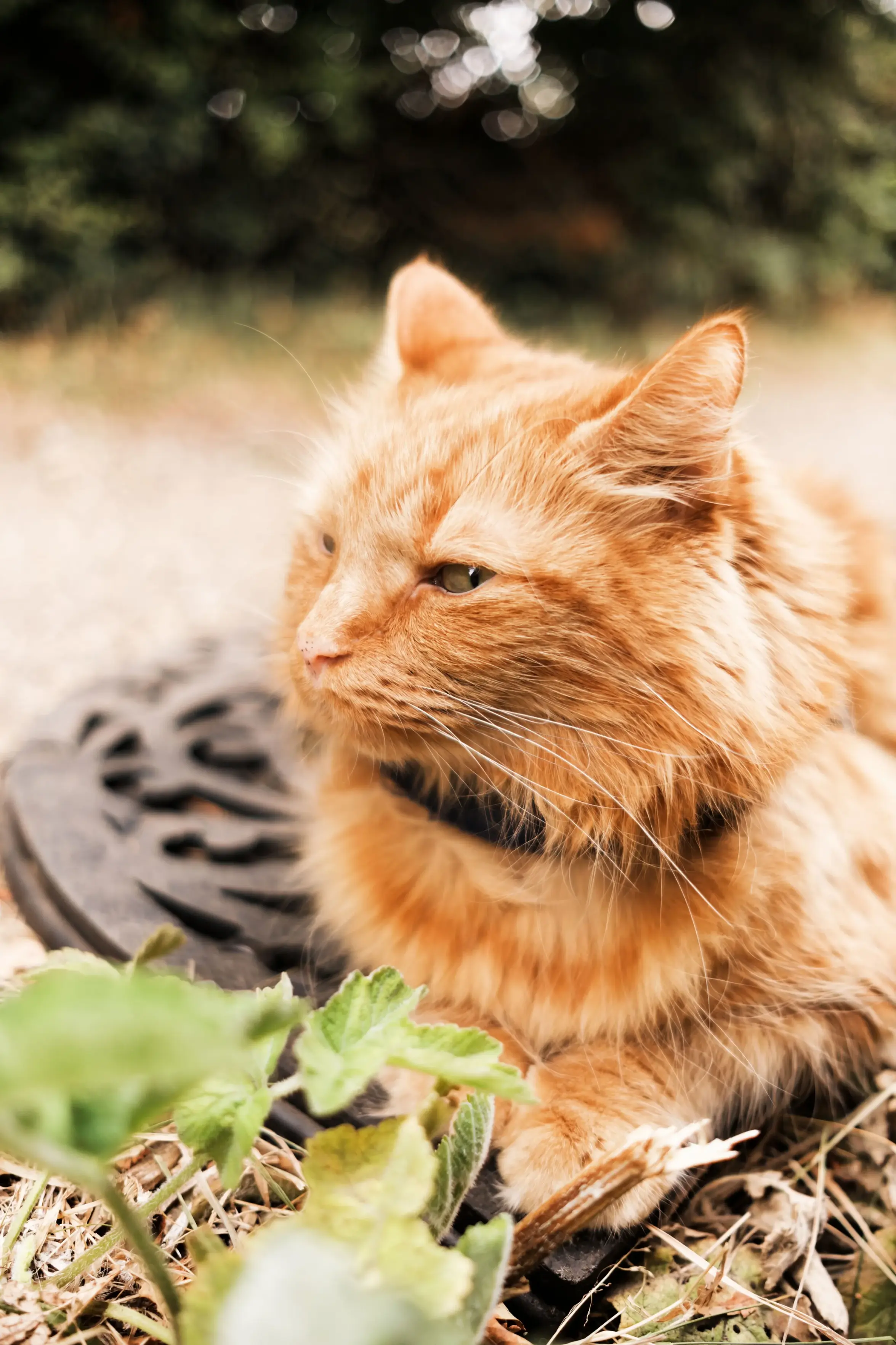 A long-haired ginger cat sitting outdoors, shown in a close-up profile view facing toward the left. The cat has thick orange fur, white whiskers, light green eyes, and wears a dark collar. It rests on a decorative black metal grate on the ground, surrounded by dry grass and green plant leaves in the foreground, with a soft, blurred background of greenery bathed in warm, natural sunlight.