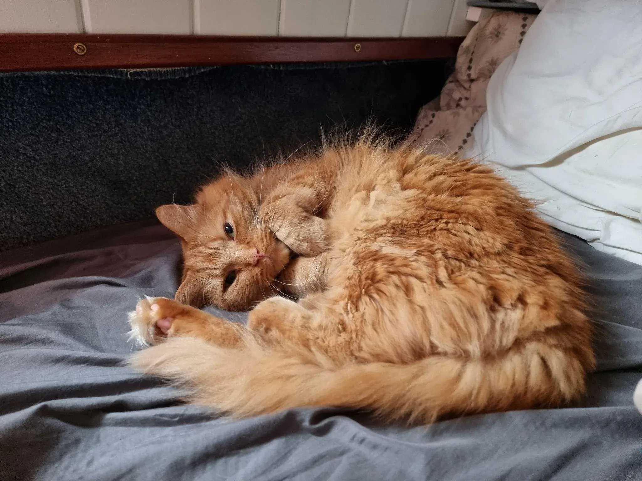 A long-haired fluffy orange tabby cat curled up on a dark grey bed sheet, resting its head on its paws while looking toward the camera. The cat's bushy tail curls around its body, exposing white fur on the bottom of its back paw. In the background, a dark wood beam frame sits beneath off-white paneled walls, with light-colored bedding resting on the right.
