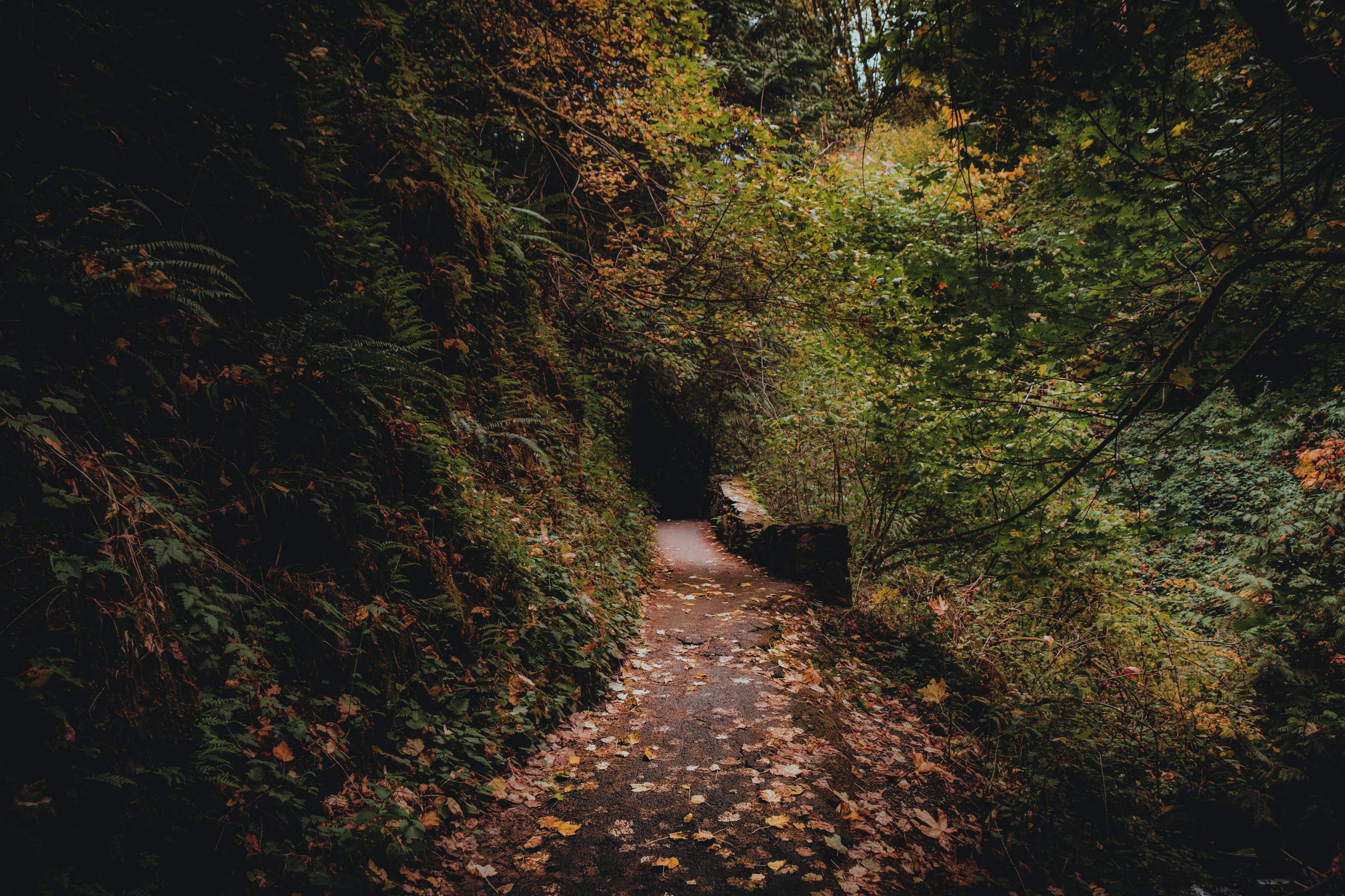 a trail in the columbia river gorge with fallen leaves