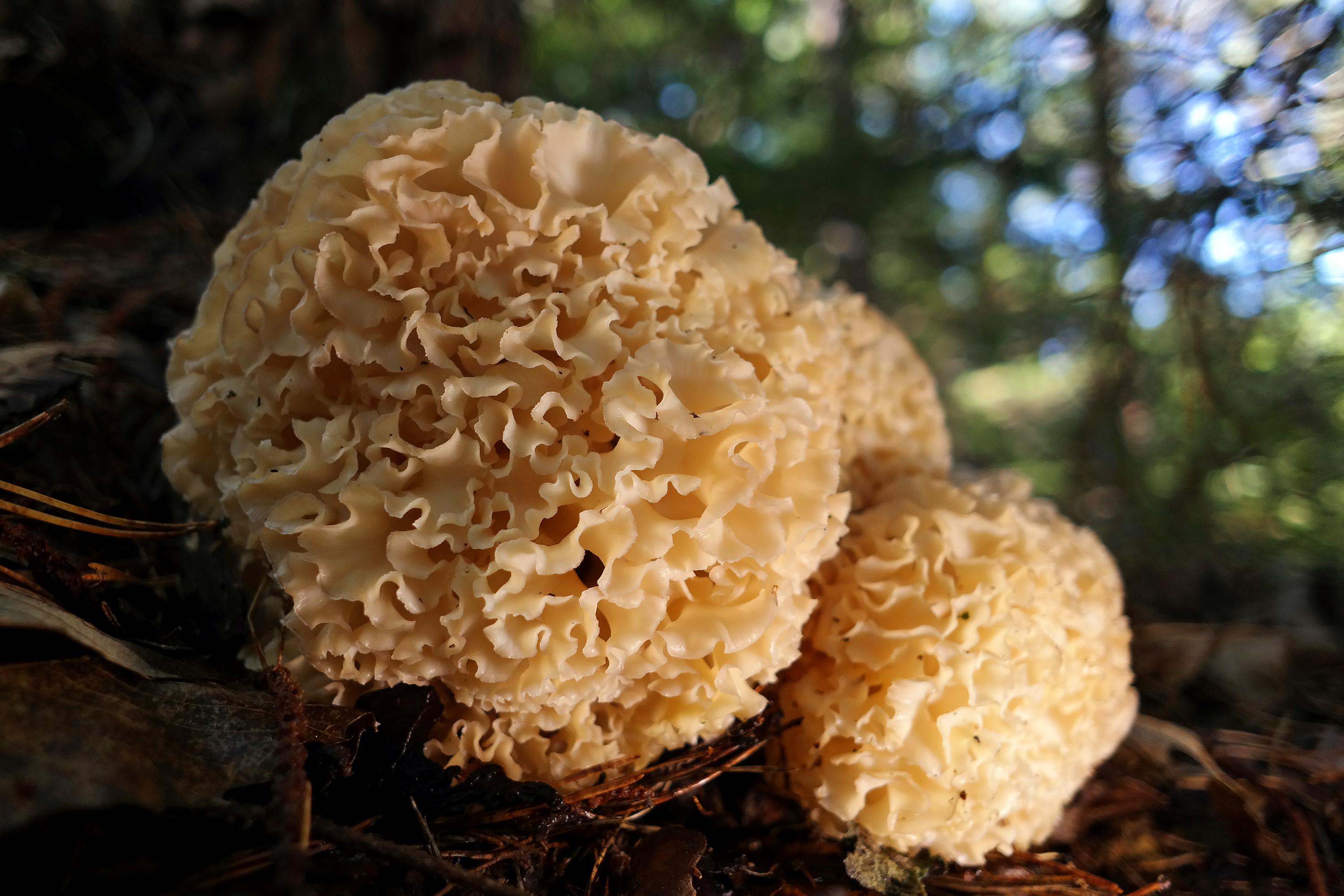 A single specimen of a trilobed Sparassis crispa aka cauliflower mushroom of generous size growing in the shadow of the base of a pine tree.