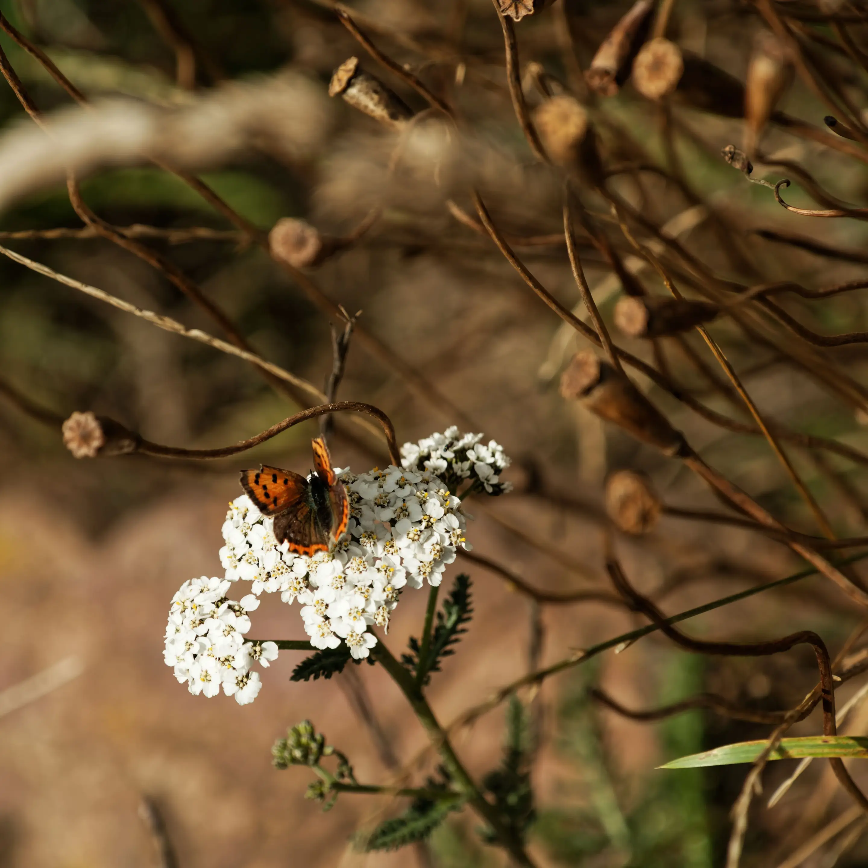 A small orange and dark brown copper butterfly rests on a cluster of tiny white yarrow flowers, surrounded by dried brown stems and seed pods in natural daylight.