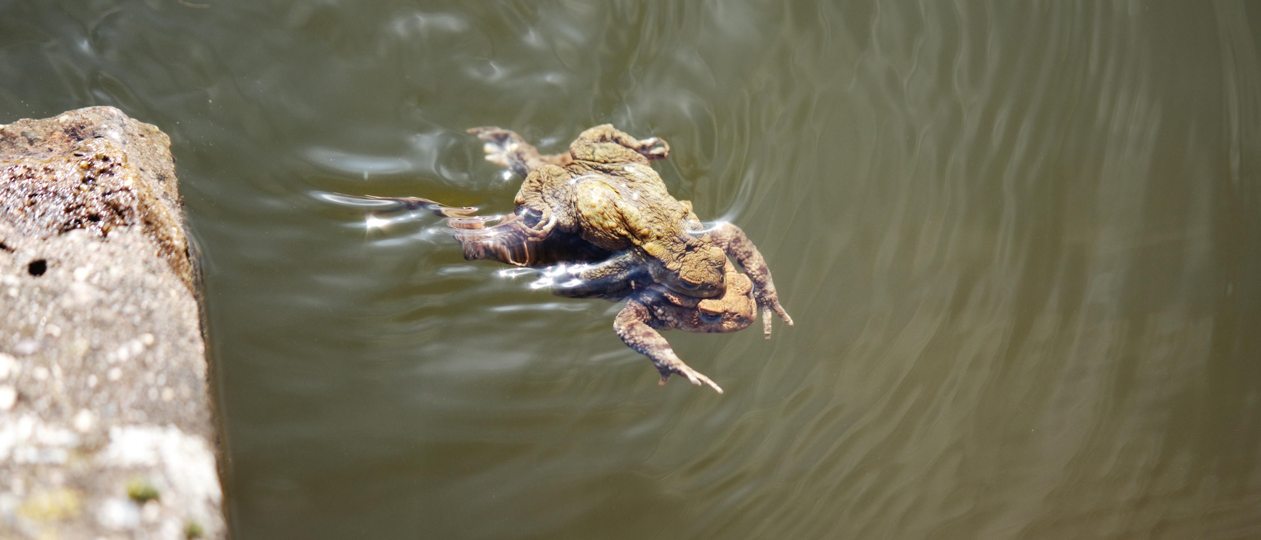 A photo of a toad swimming with another, smaller toad on its back.