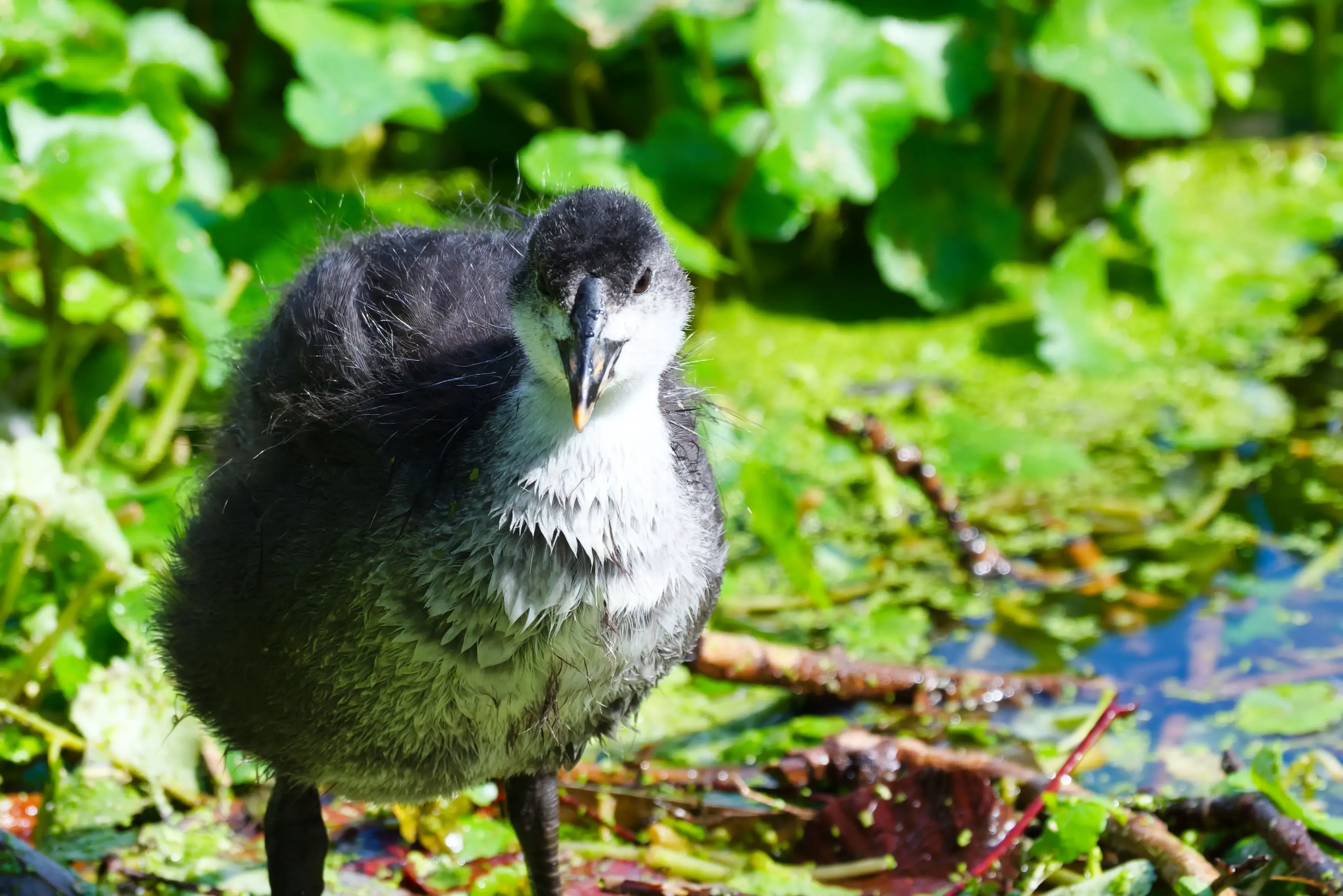 A fluffy dark grey and white coot chick stands among vibrant green aquatic vegetation and debris near a sunlit pond, looking directly at the camera with its beak slightly open.