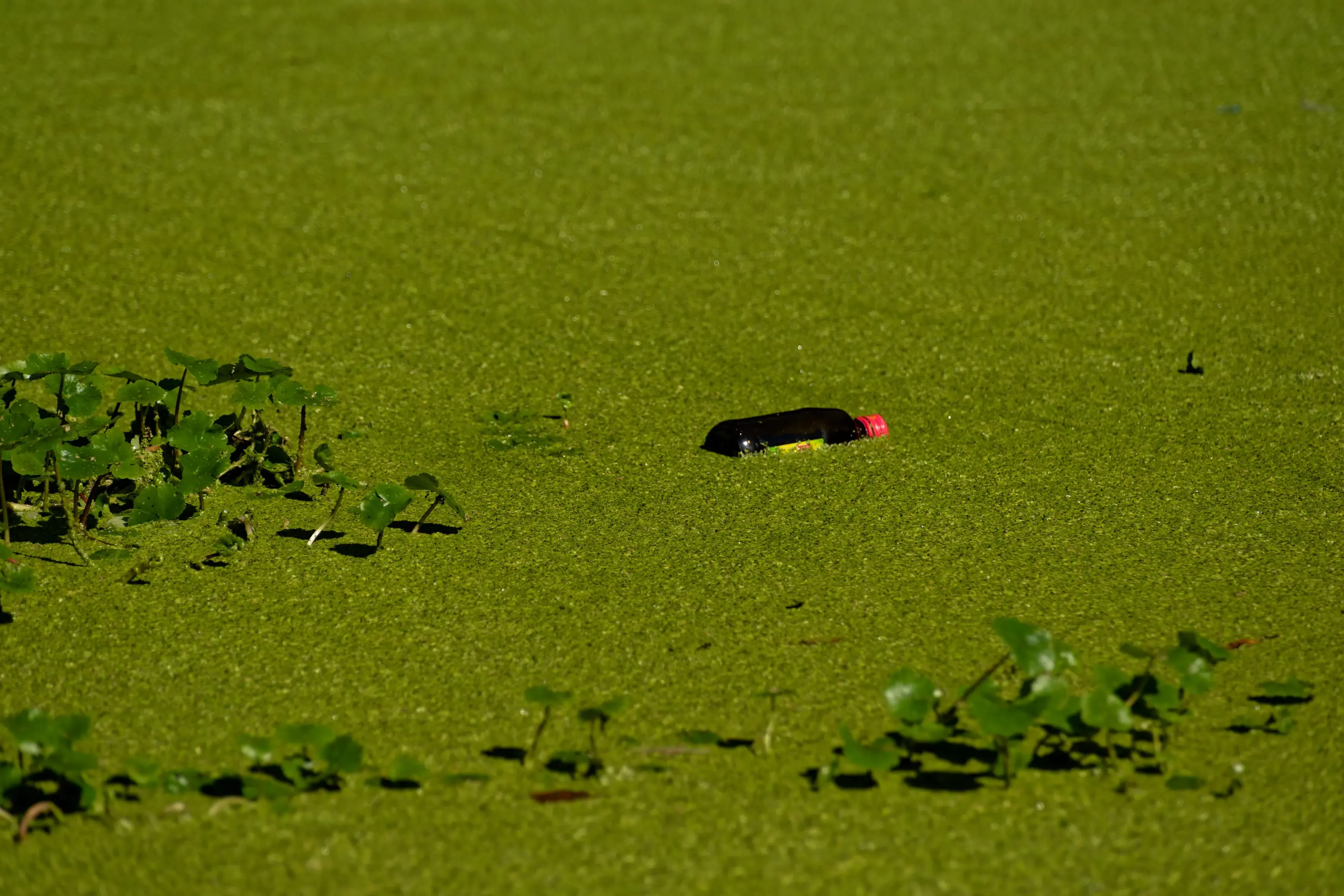 A dark plastic or glass bottle with a bright red cap floats discarded in a body of water completely covered by a dense layer of bright green duckweed and aquatic foliage under bright sunlight.