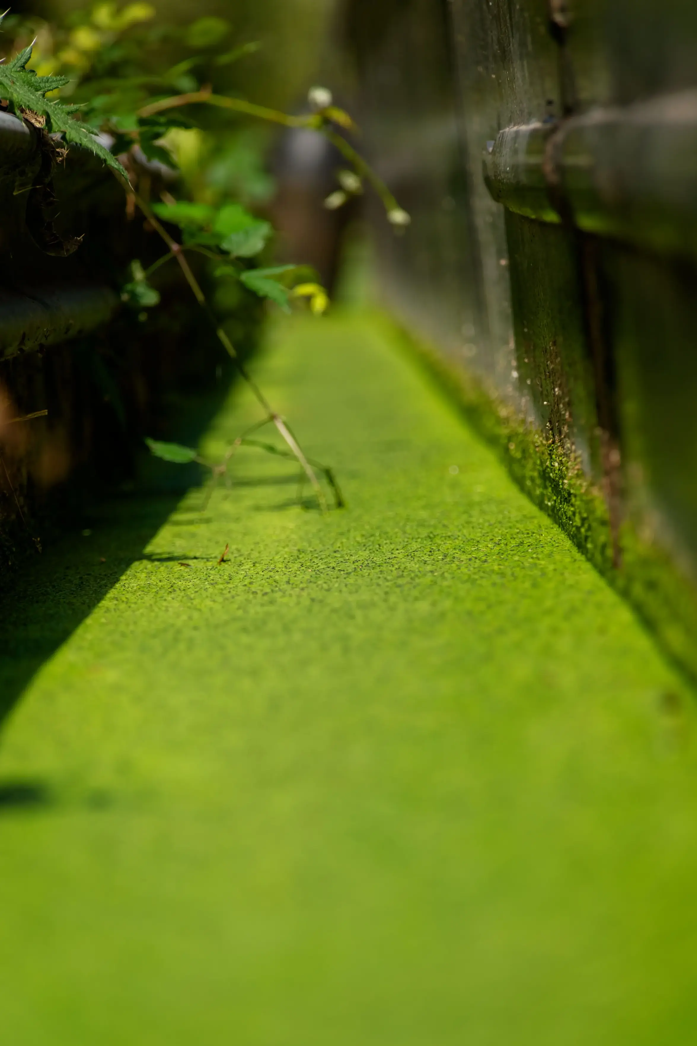 A narrow channel of water completely covered in vibrant green duckweed, running between two dark wooden or stone borders. Sunlight illuminates the center section of the green aquatic layer, casting shadows on the left edge where green leaves and vines hang down.