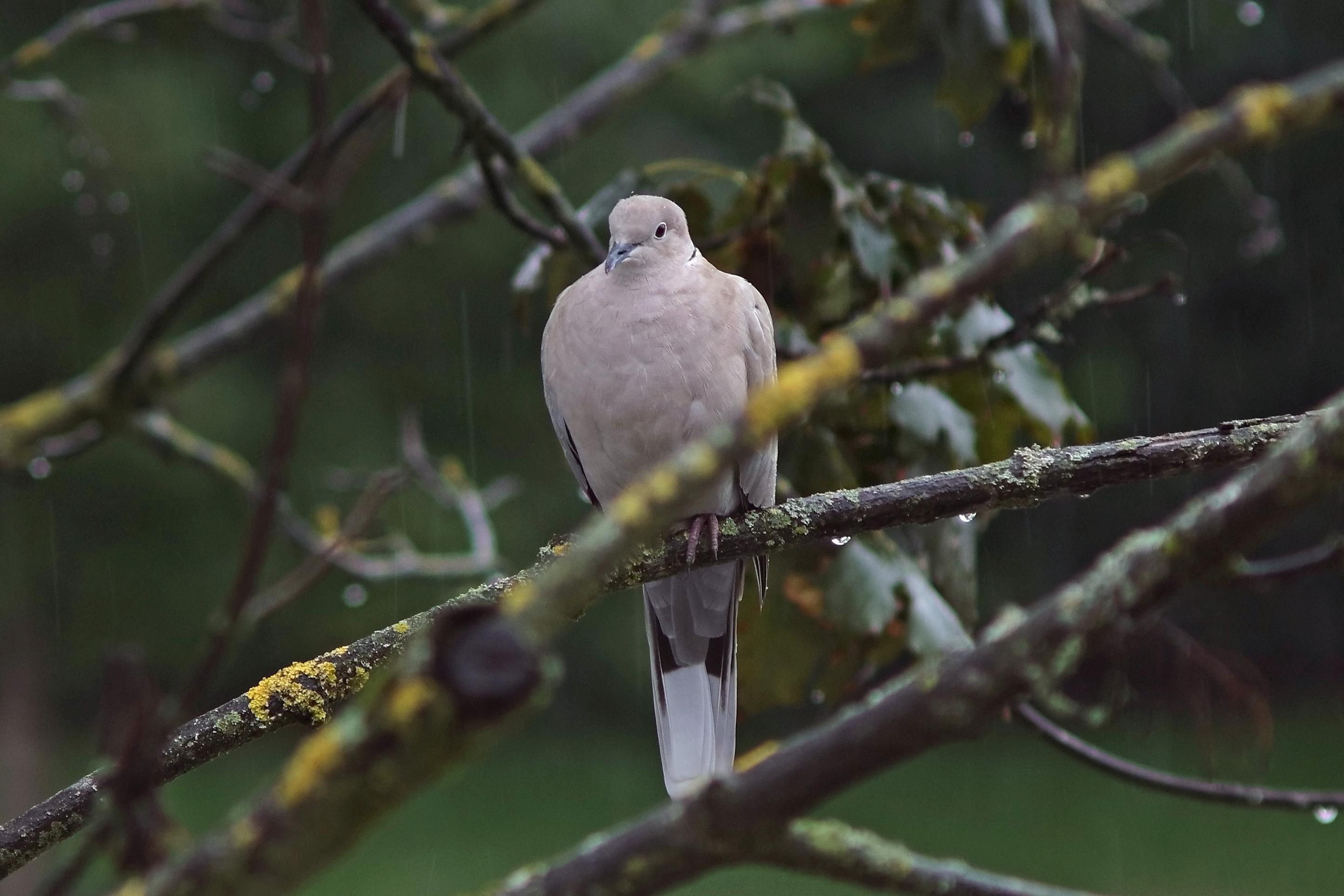 A single Eurasian collared dove perched on an old maple tree covered in lichen and weathering a spate of rain. The whole frame is dark and moody with only the lush green grass in the blurred background indicating this time of the year ought to be brighter.