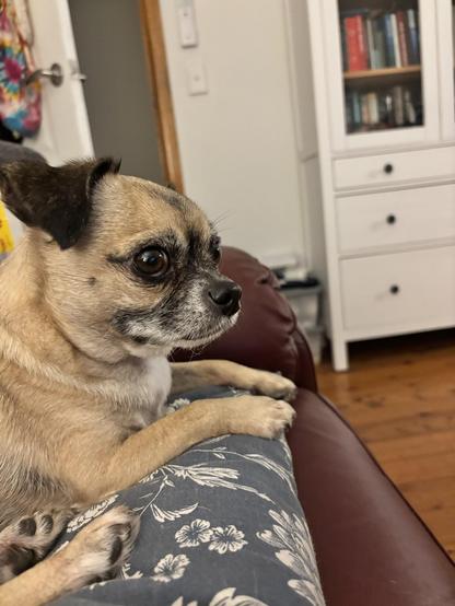 This is the face of a dog named MrMaxi who has had two dinners and thi