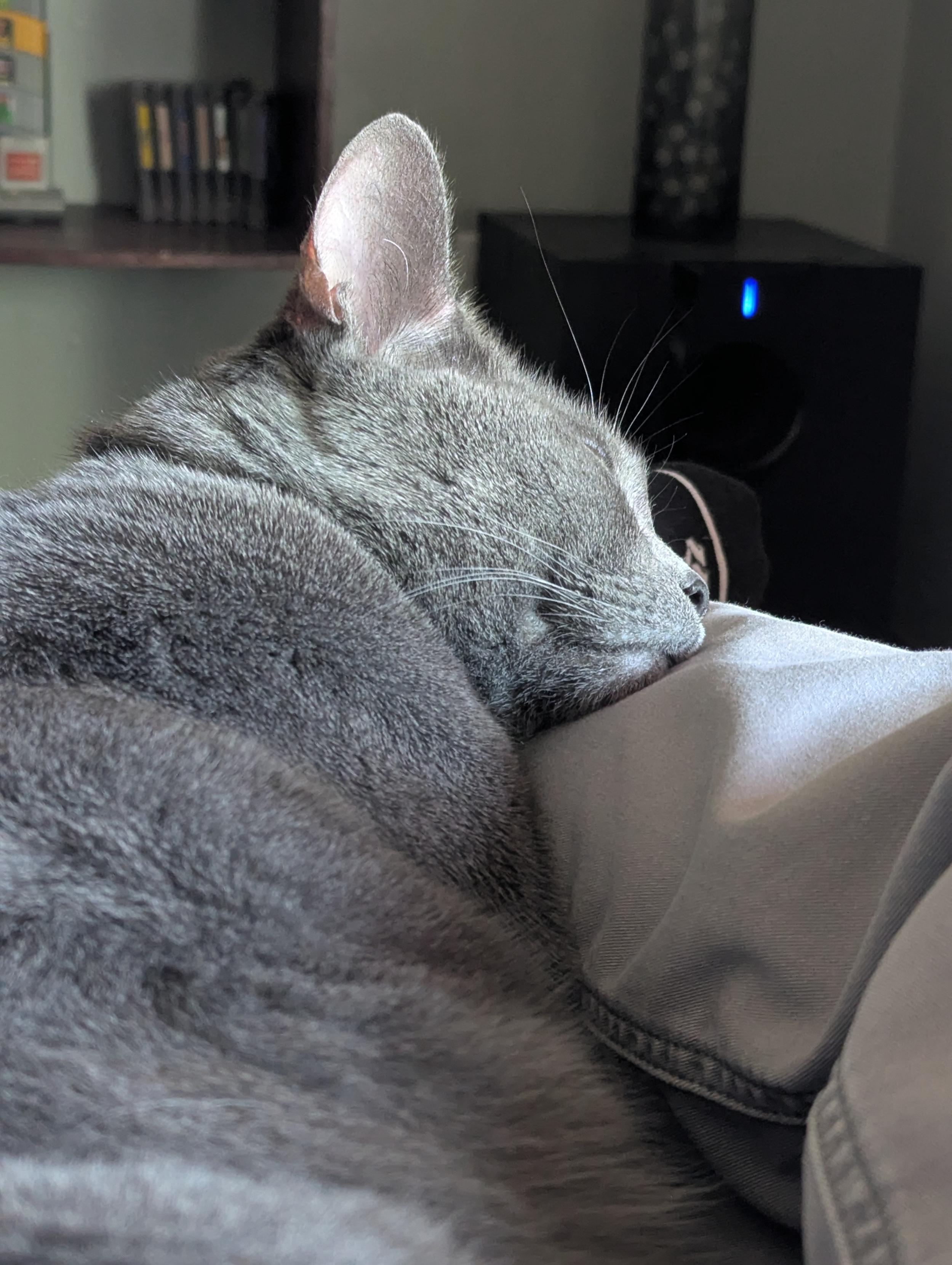 a gray cat sleeps with his face against my calf on a recliner sofa, his eyes shut against the window sun pouring in from the side
